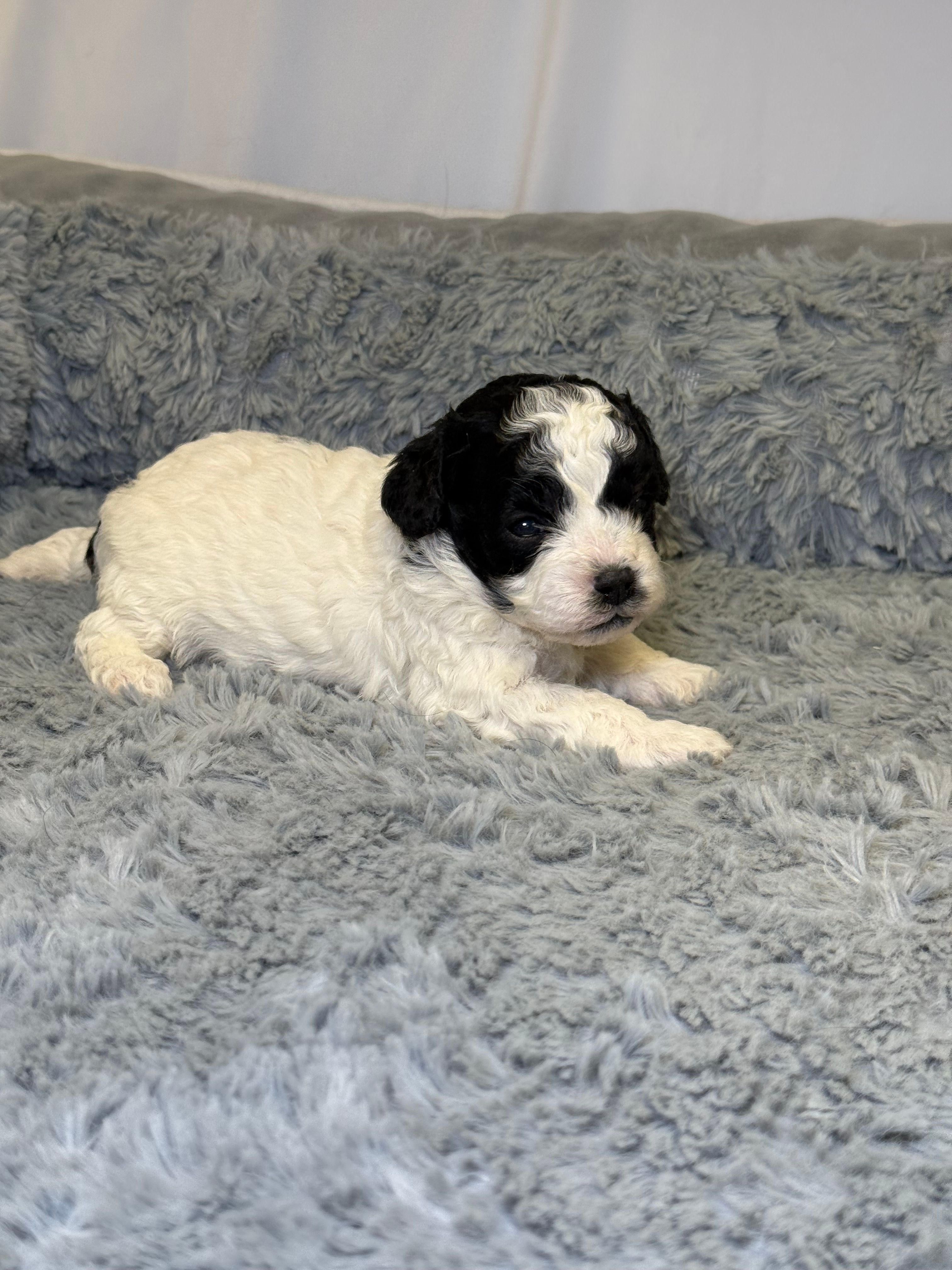 Boulder  – Cavapoo, Poodle - Toy  puppy for sale in Indianapolis, IN
