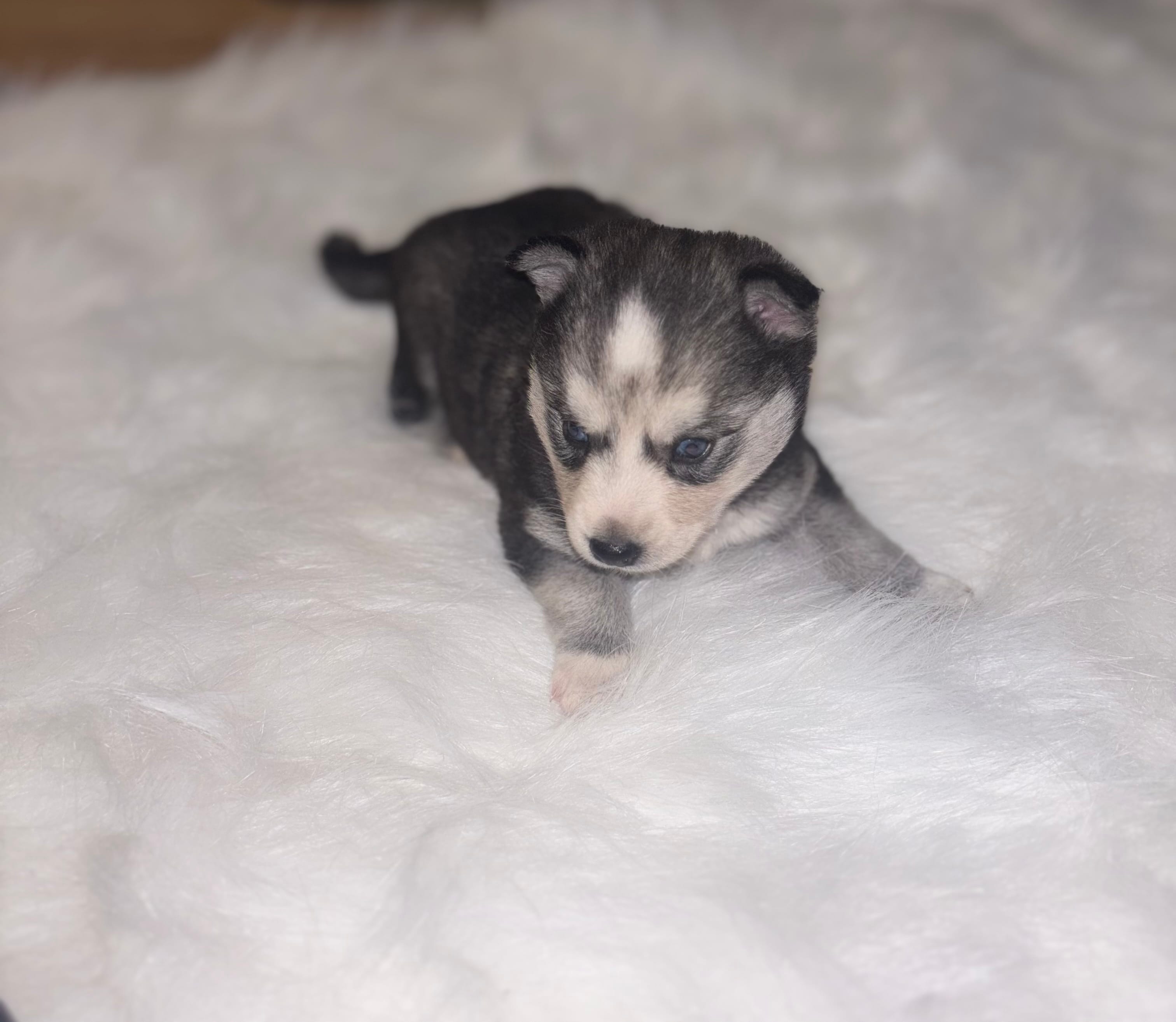 Cinderella – Pomsky puppy for sale in Burton, MI