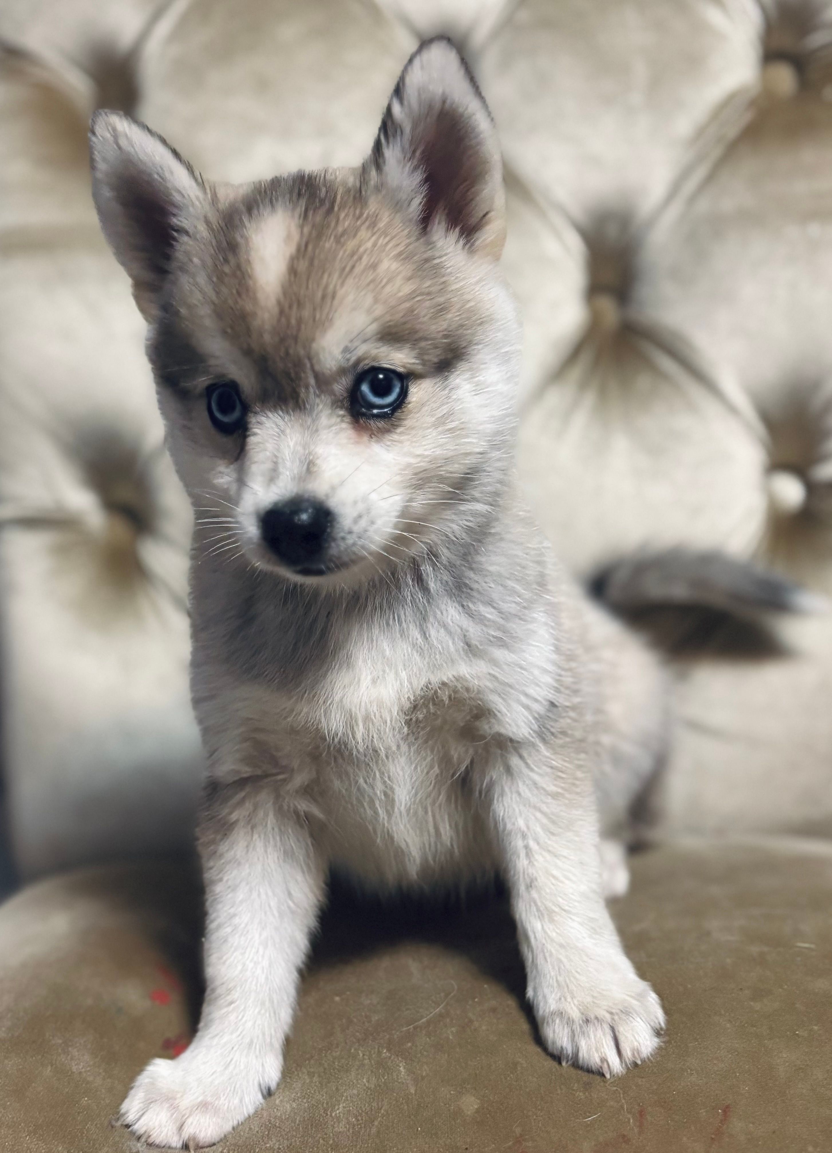 Male micro – Pomsky puppy for sale in Burton, MI
