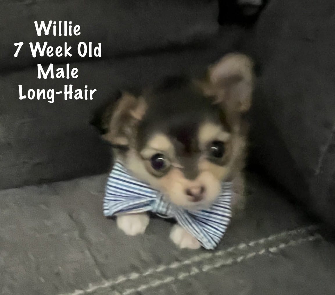 Willie – Chihuahua puppy for sale in Englewood, FL
