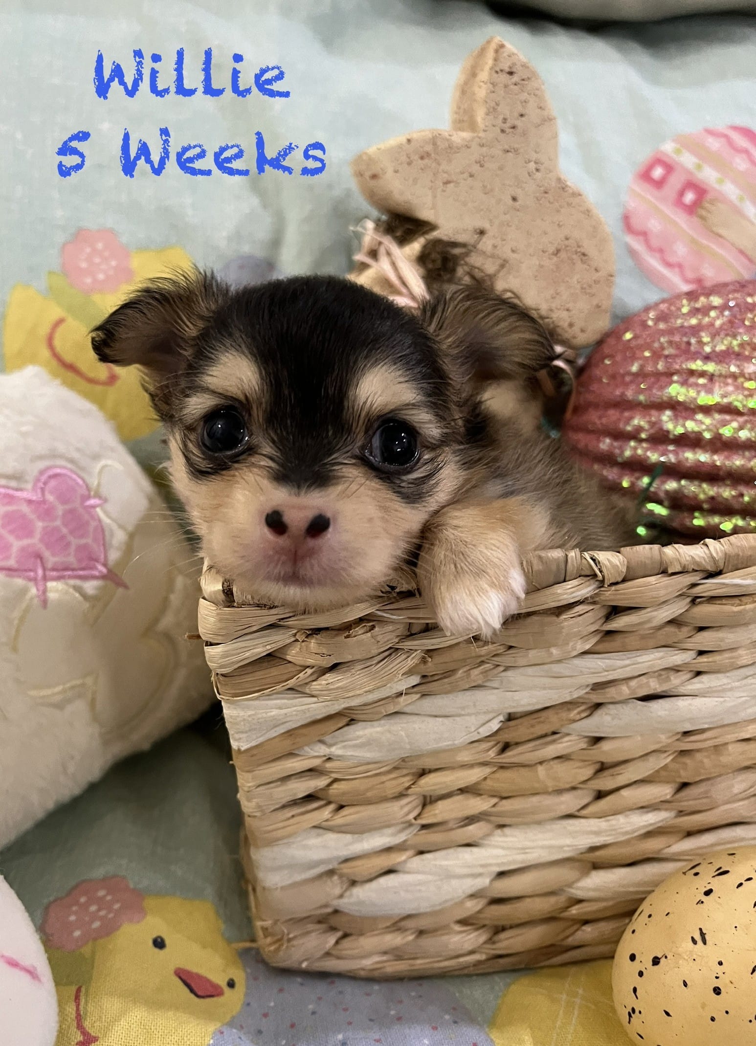 Willie – Chihuahua puppy for sale in Englewood, FL