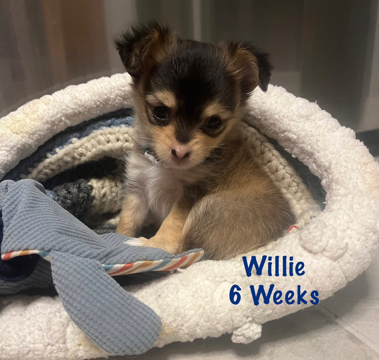 Willie – Chihuahua puppy for sale in Englewood, FL