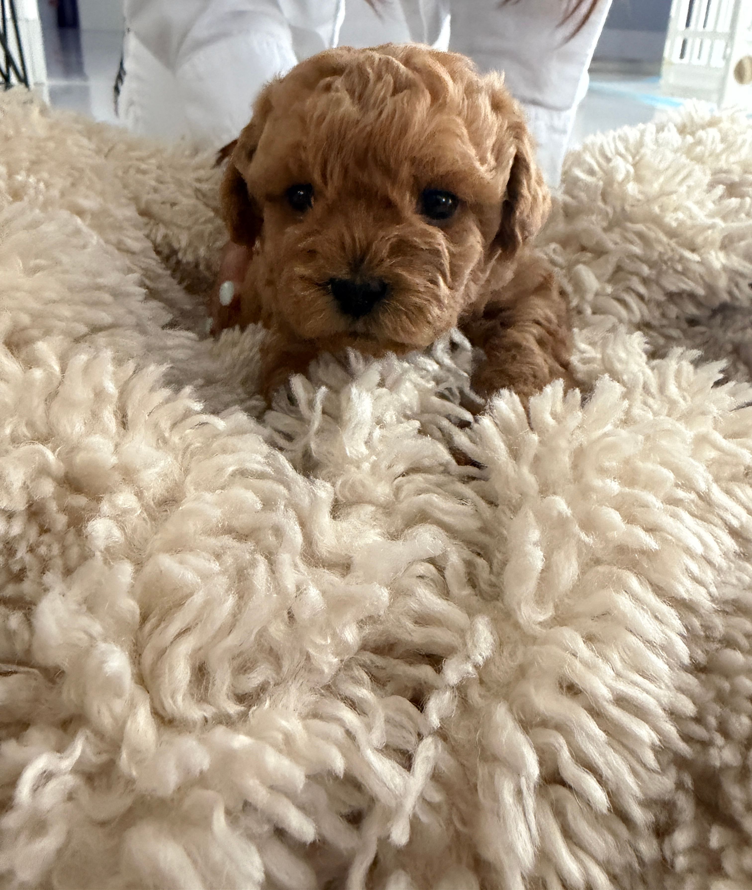 Theo – Poodle - Toy  puppy for sale in Miami, FL