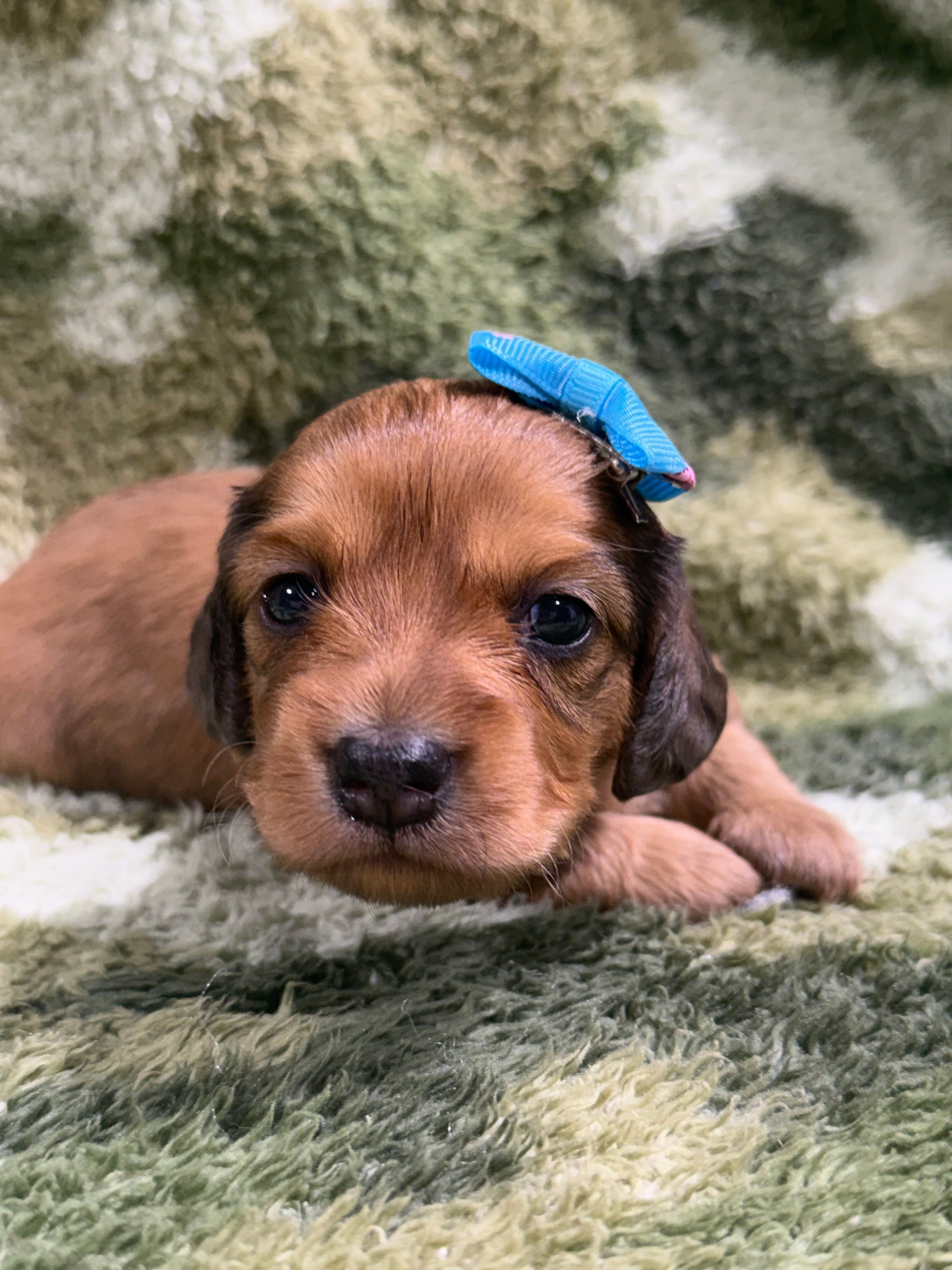 Mango – Dachshund, Miniature Dachshund puppy for sale in Mansfield, MO