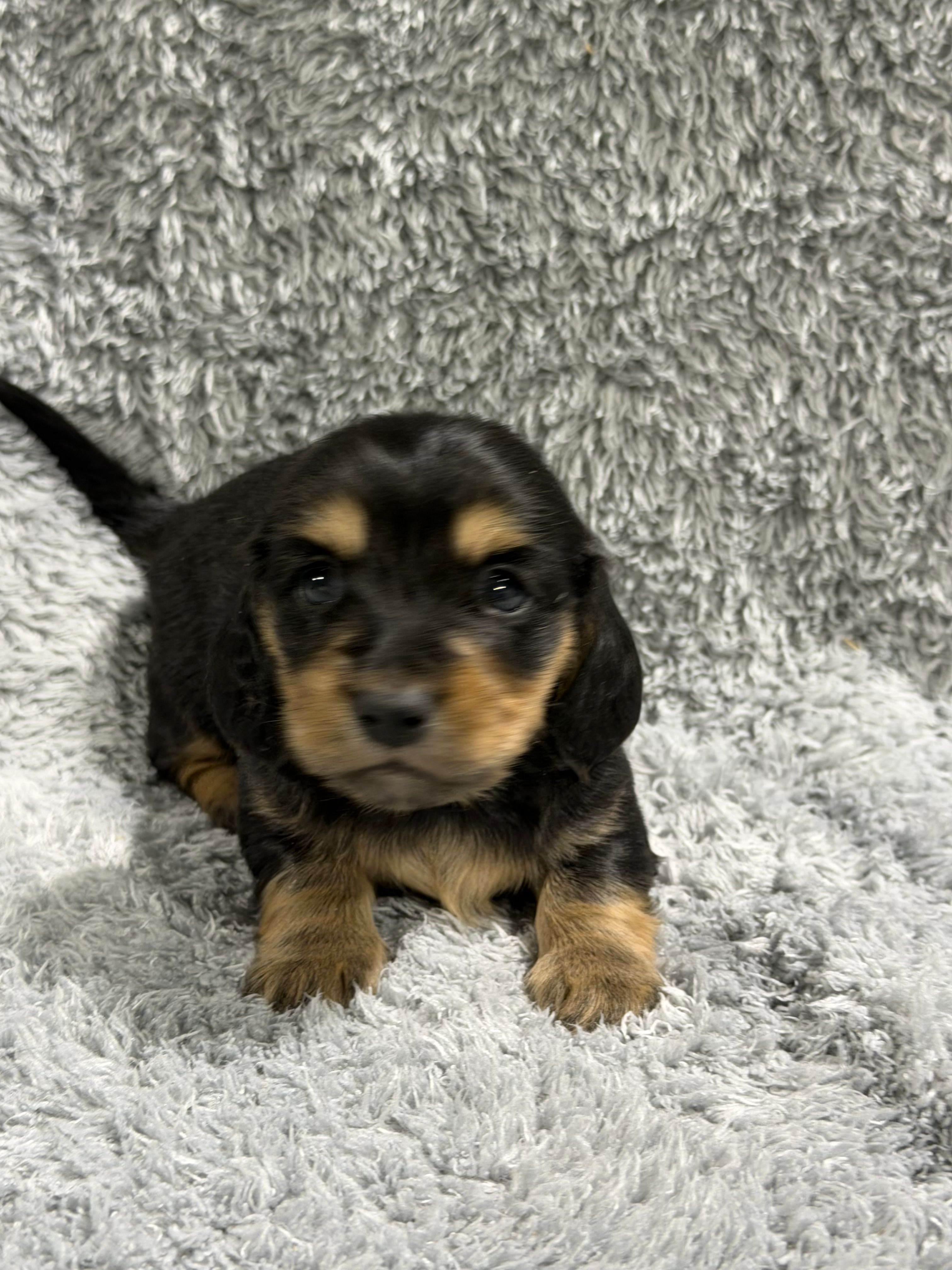 Huckleberry – Miniature Dachshund puppy for sale in Mansfield, MO
