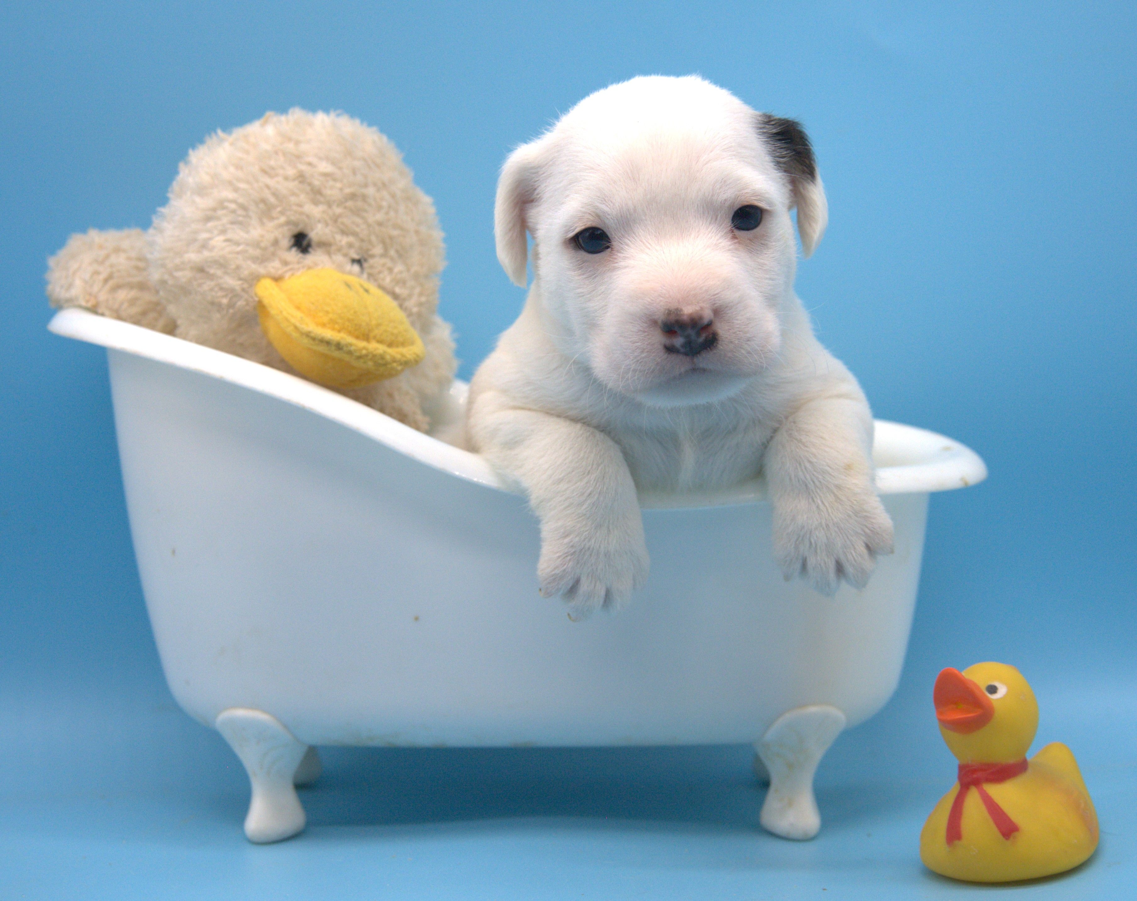 Faith – Jack Russell Terrier puppy for sale in Riverside, CA