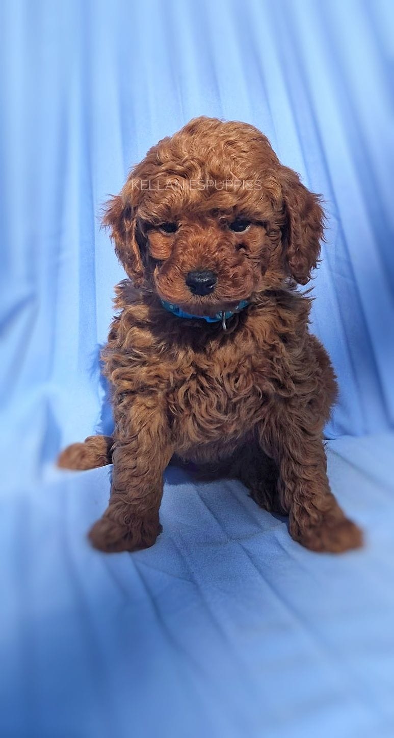 Rudy, a male Poodle - Toy  for sale in Bartlesville, OK – Photo 4 of 4