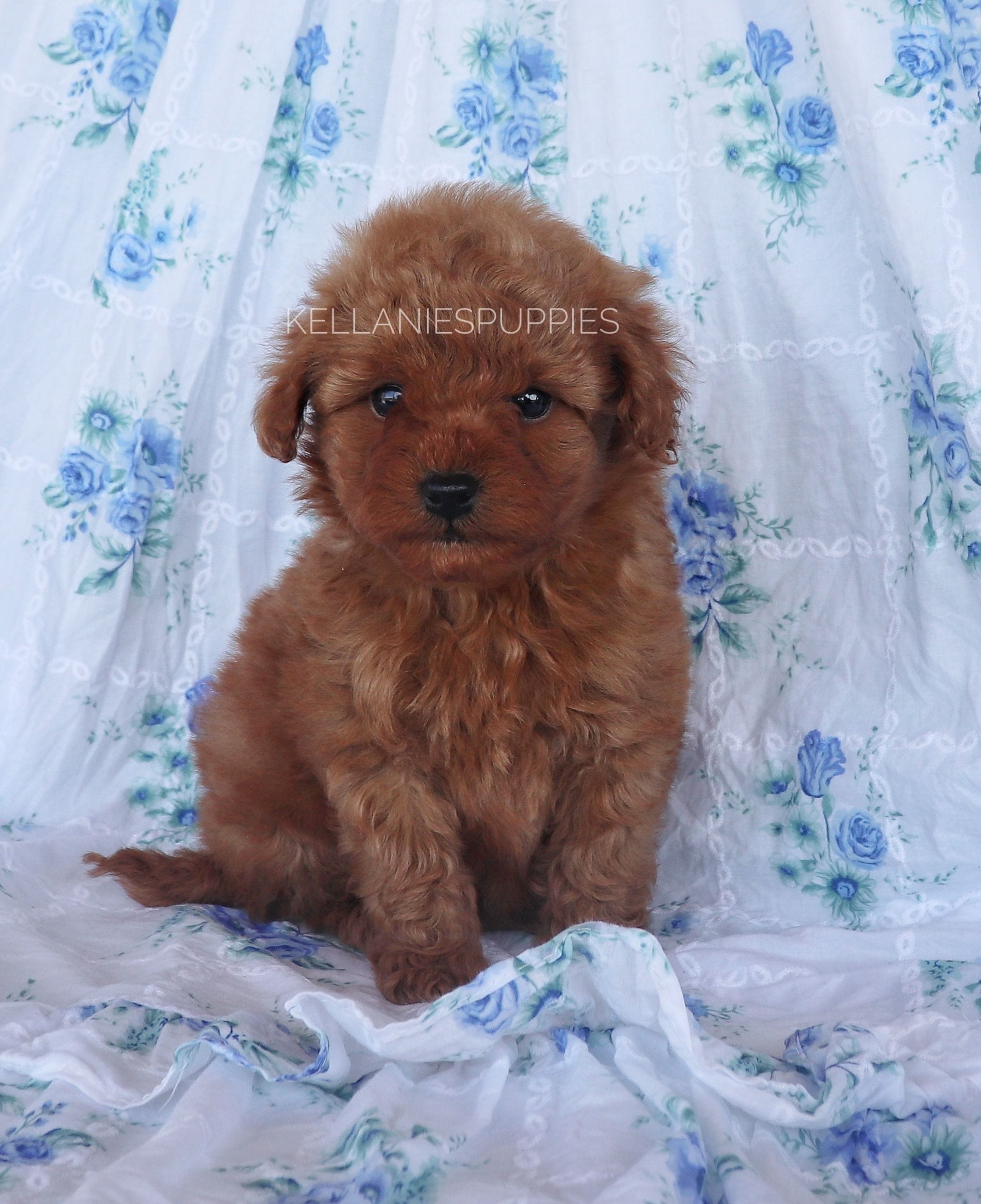Princess Clara, a female Poodle - Toy  for sale in Bartlesville, OK – Photo 5 of 6