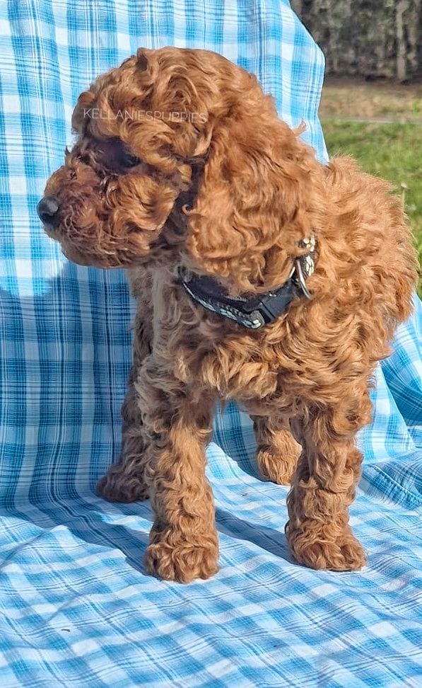 Rosco, a male Poodle - Toy  for sale in Bartlesville, OK – Photo 3 of 4