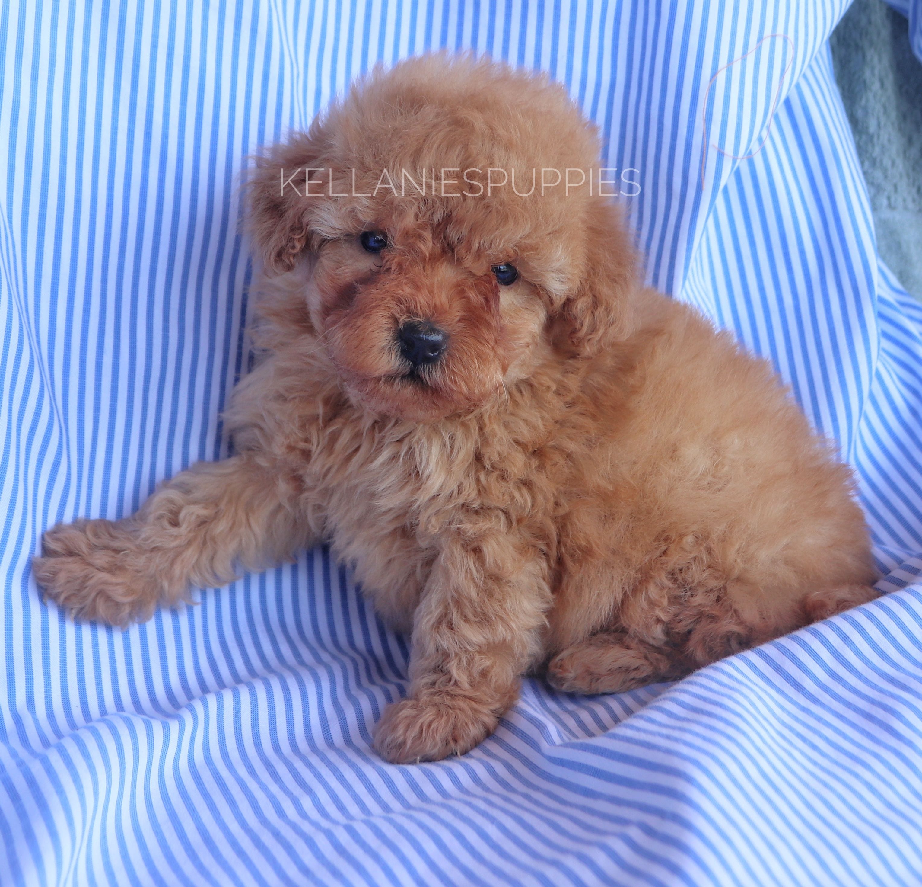 Baby Bear, a male Poodle - Toy  for sale in Bartlesville, OK – Photo 2 of 6
