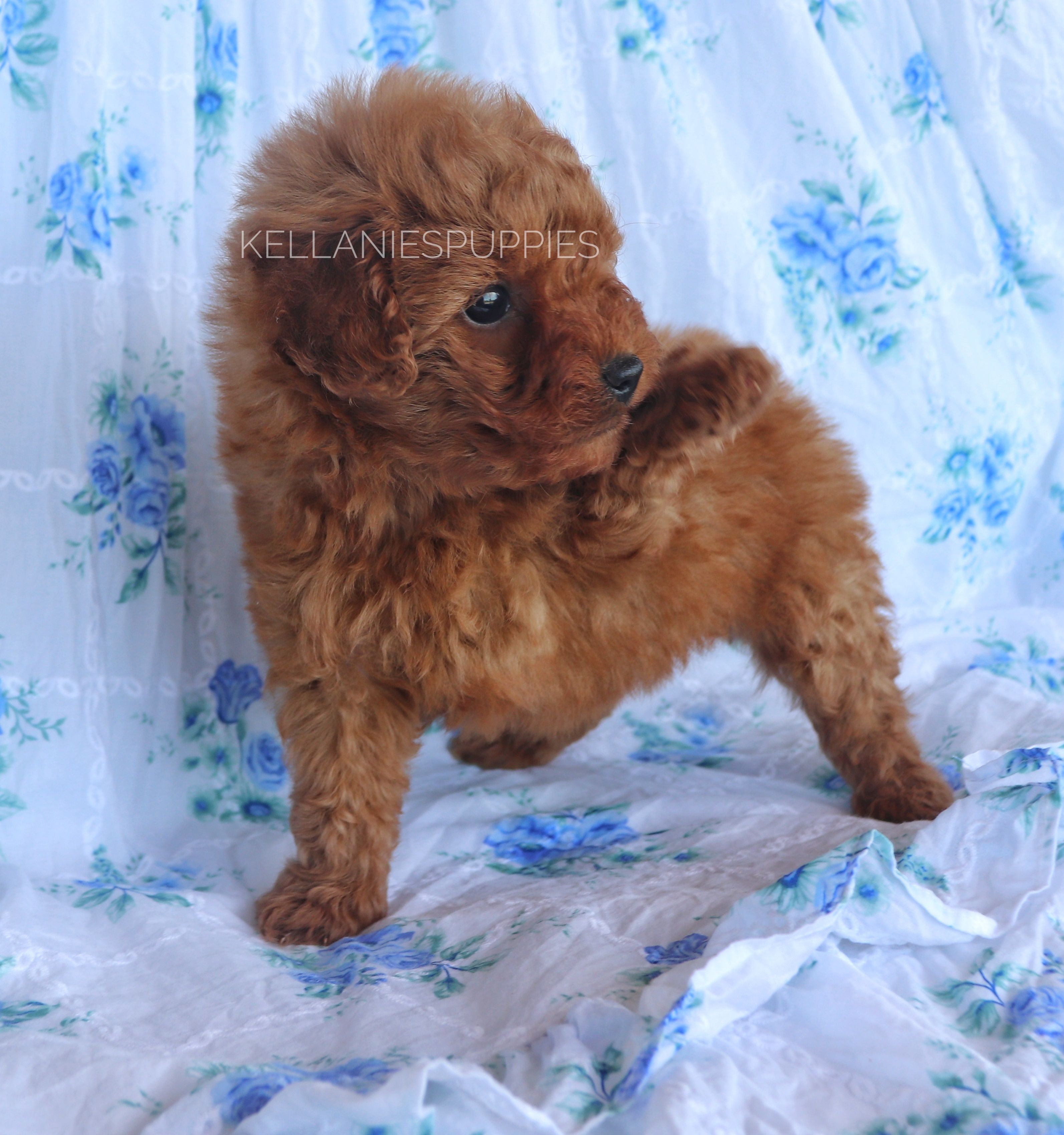 Princess Clara, a female Poodle - Toy  for sale in Bartlesville, OK – Photo 3 of 6