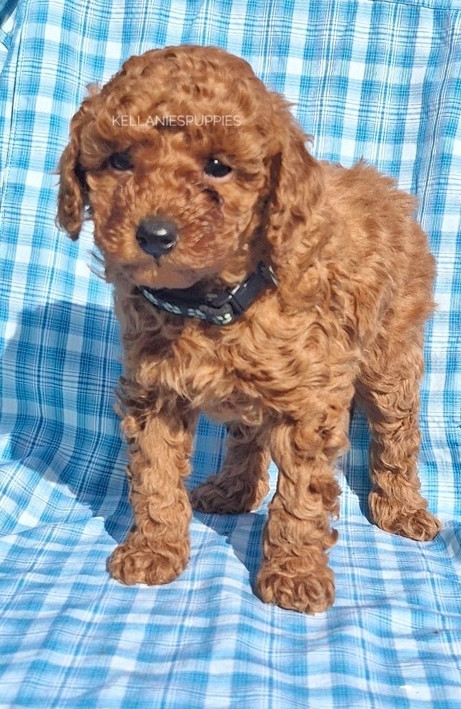 Rosco – Poodle - Toy  puppy for sale in Bartlesville, OK