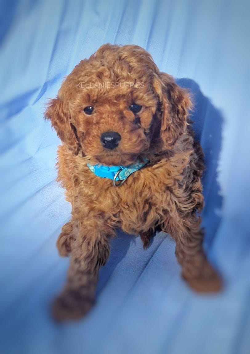 Rudy, a male Poodle - Toy  for sale in Bartlesville, OK – Photo 3 of 4