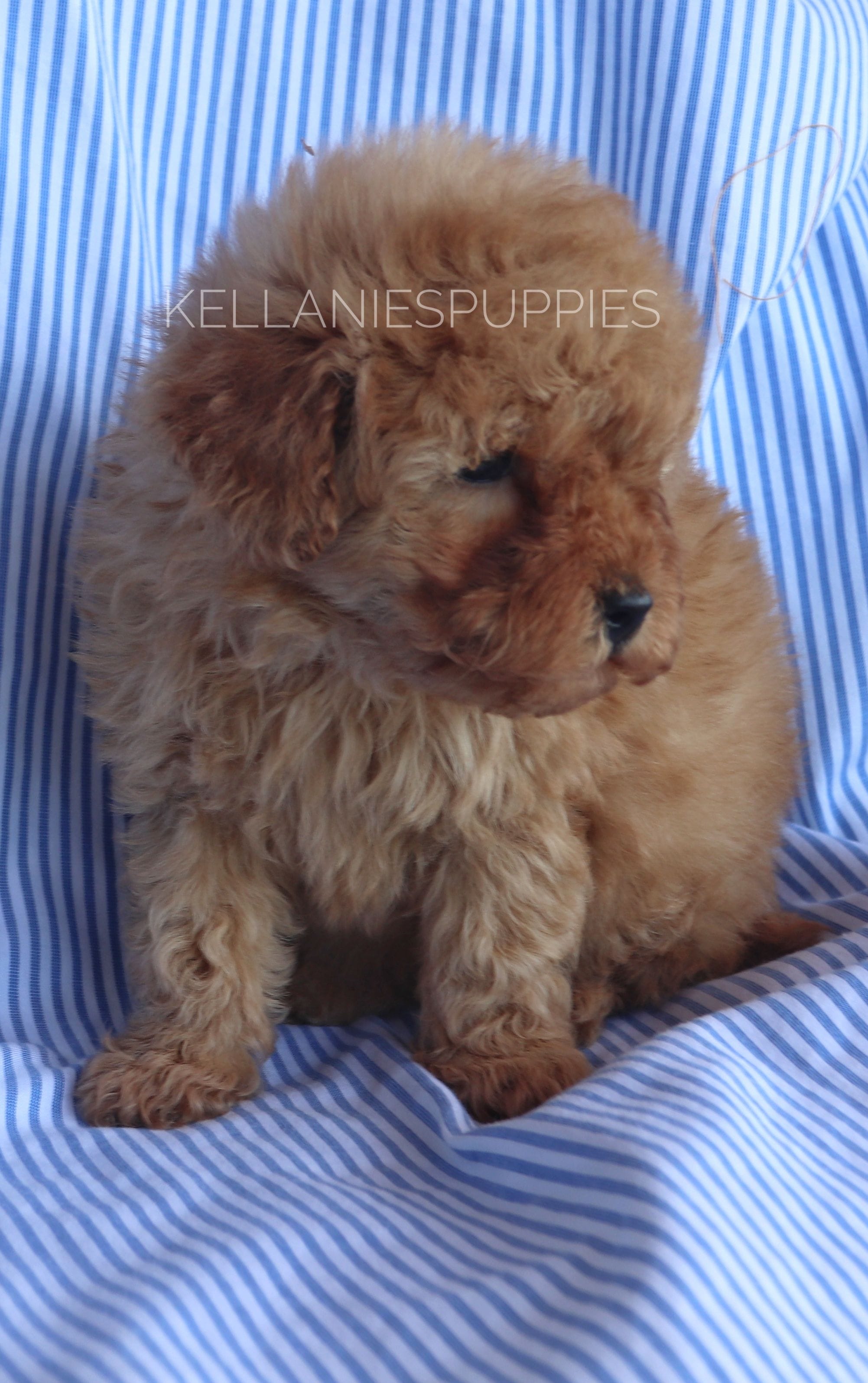 Baby Bear, a male Poodle - Toy  for sale in Bartlesville, OK – Photo 5 of 6