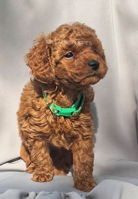Bobby – Poodle - Toy  puppy for sale in Bartlesville, OK