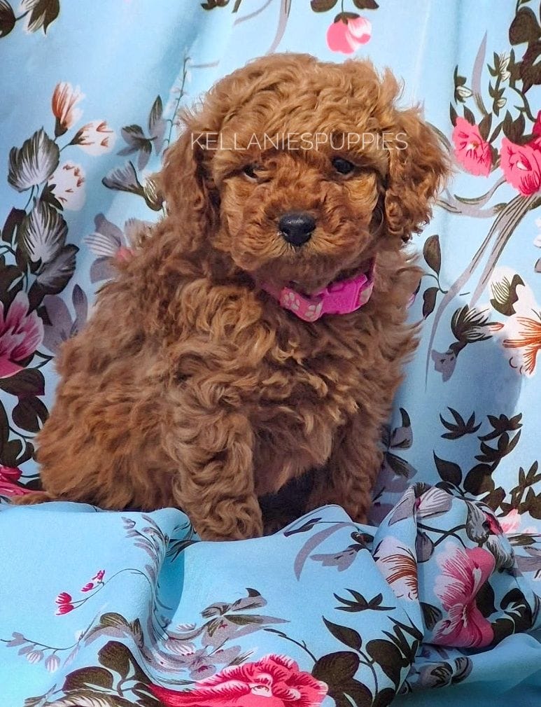 Lilly Mae, a female Poodle - Toy  for sale in Bartlesville, OK – Photo 3 of 4