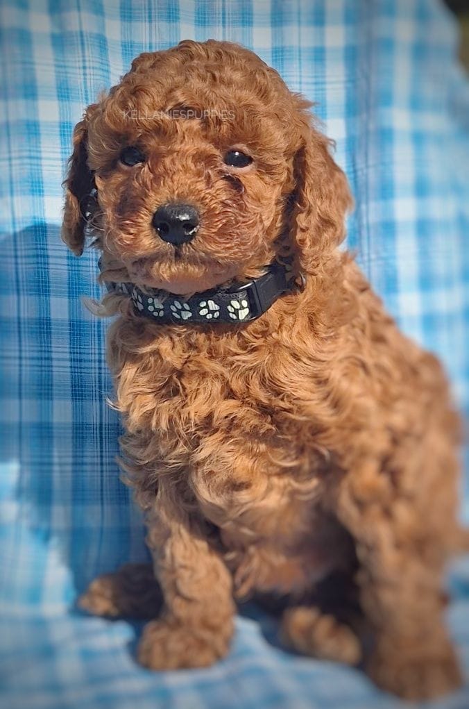 Rosco, a male Poodle - Toy  for sale in Bartlesville, OK – Photo 2 of 4