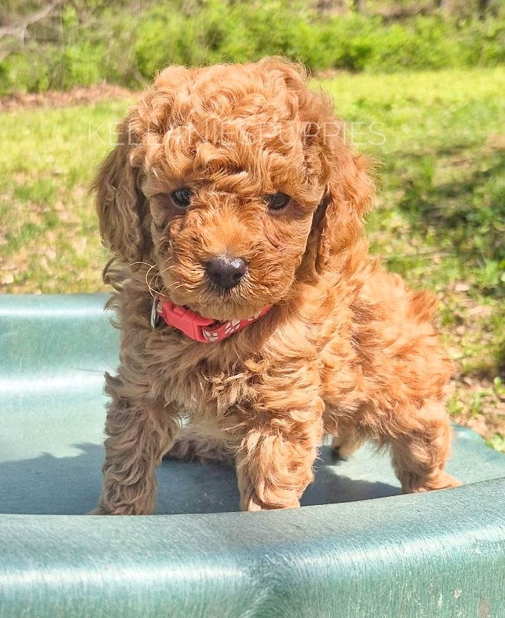 Leo – Poodle - Toy  puppy for sale in Bartlesville, OK