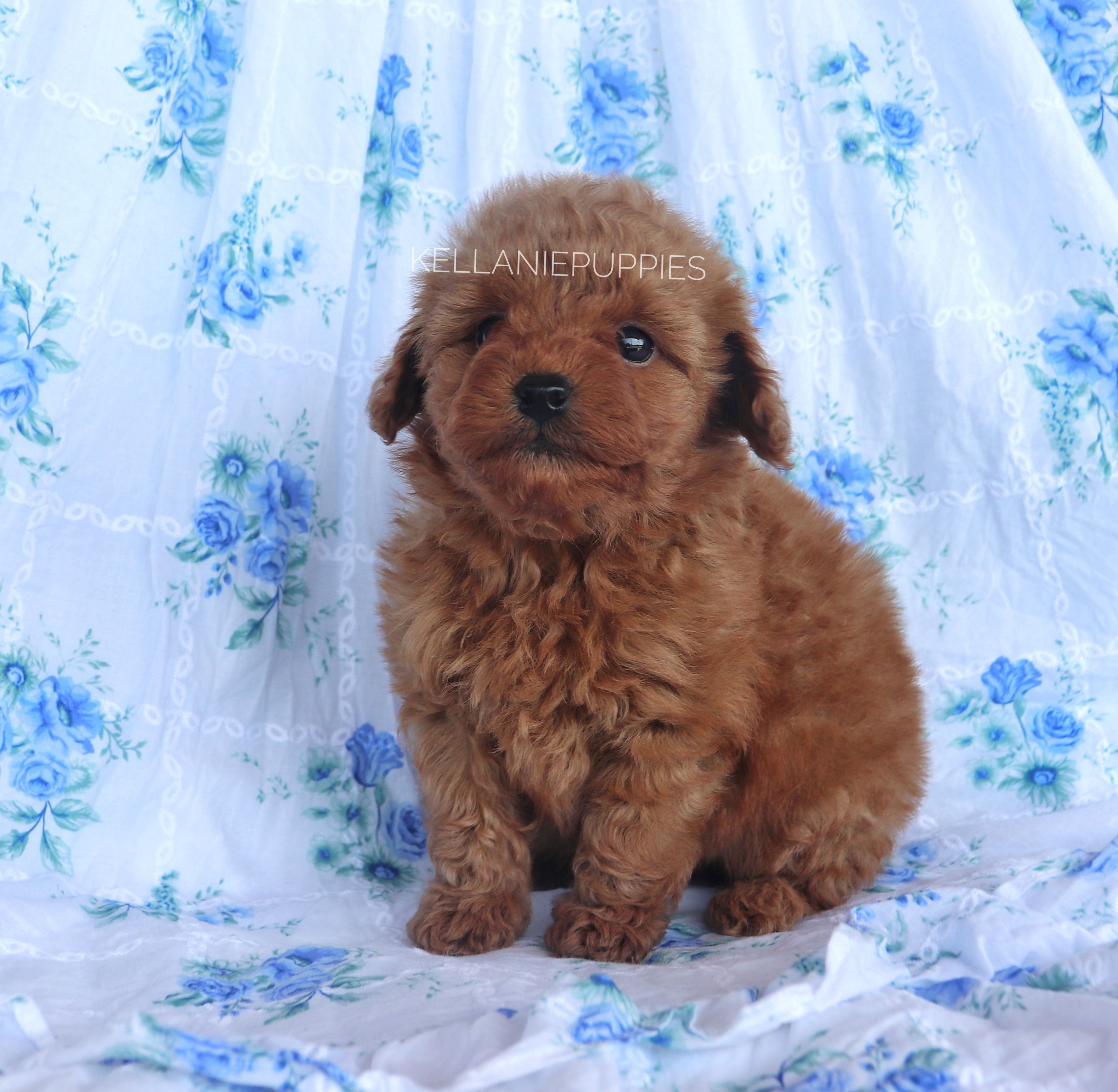 Princess Clara, a female Poodle - Toy  for sale in Bartlesville, OK – Photo 2 of 6