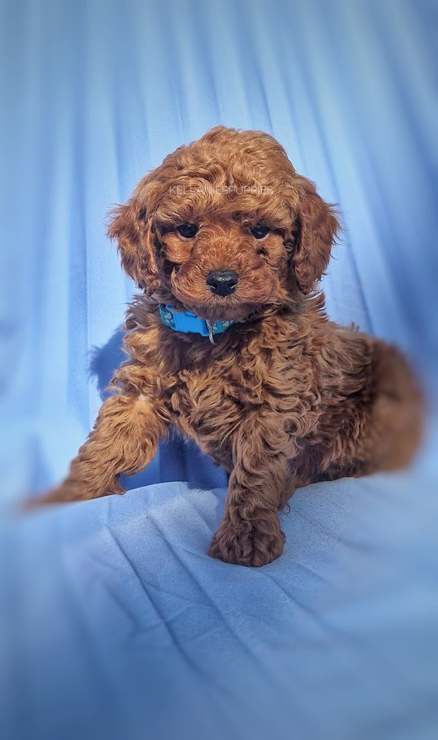 Rudy – Poodle - Toy  puppy for sale in Bartlesville, OK