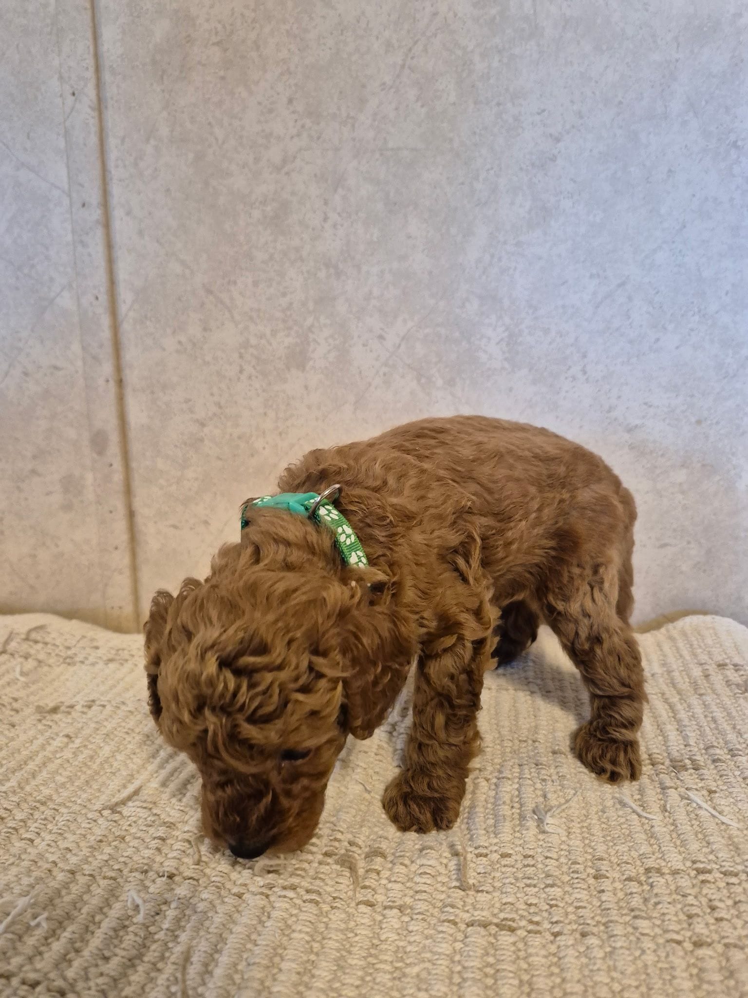 Bobby, a male Poodle - Toy  for sale in Bartlesville, OK – Photo 2 of 2