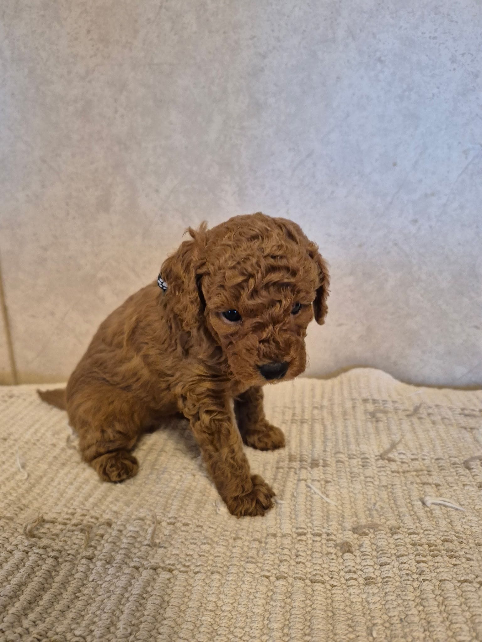 Bobby – Poodle - Toy  puppy for sale in Bartlesville, OK