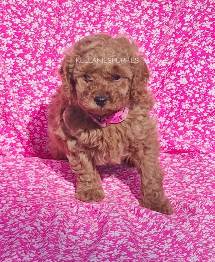 Lilly Mae, a female Poodle - Toy  for sale in Bartlesville, OK – Photo 4 of 4