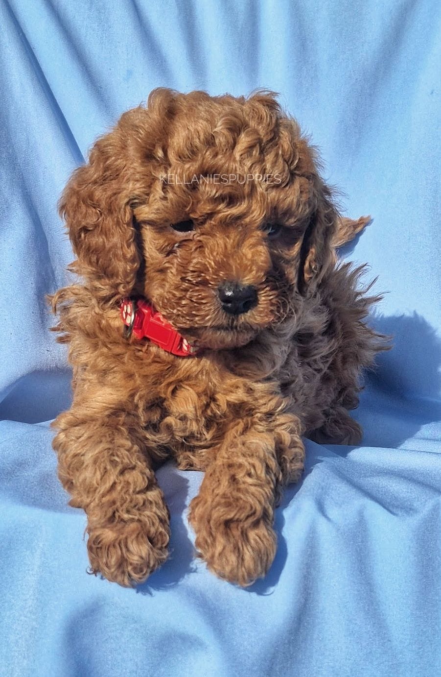 Leo, a male Poodle - Toy  for sale in Bartlesville, OK – Photo 2 of 4