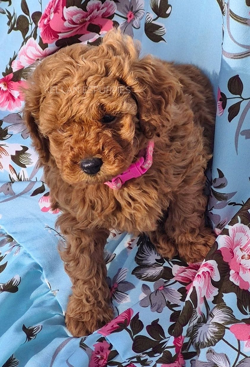Lilly Mae – Poodle - Toy  puppy for sale in Bartlesville, OK
