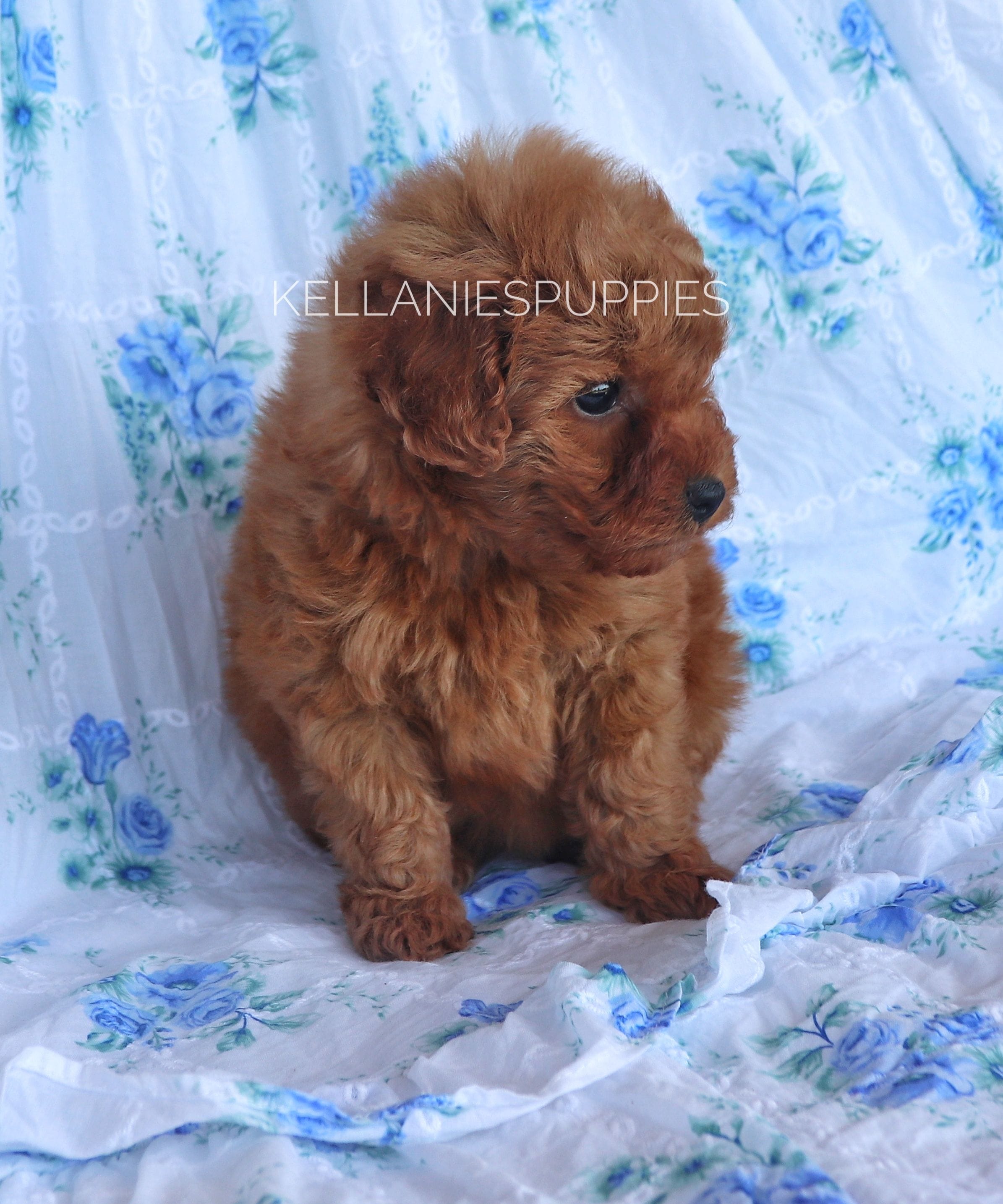 Princess Clara, a female Poodle - Toy  for sale in Bartlesville, OK – Photo 6 of 6