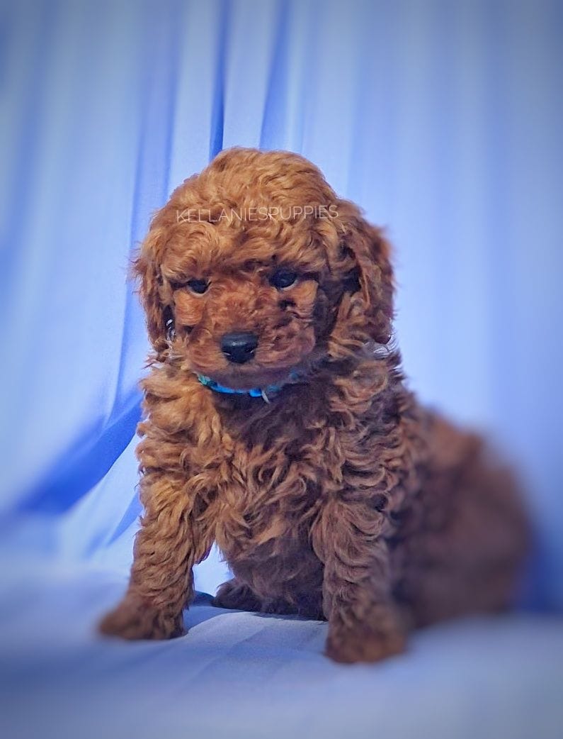 Rudy, a male Poodle - Toy  for sale in Bartlesville, OK – Photo 2 of 4