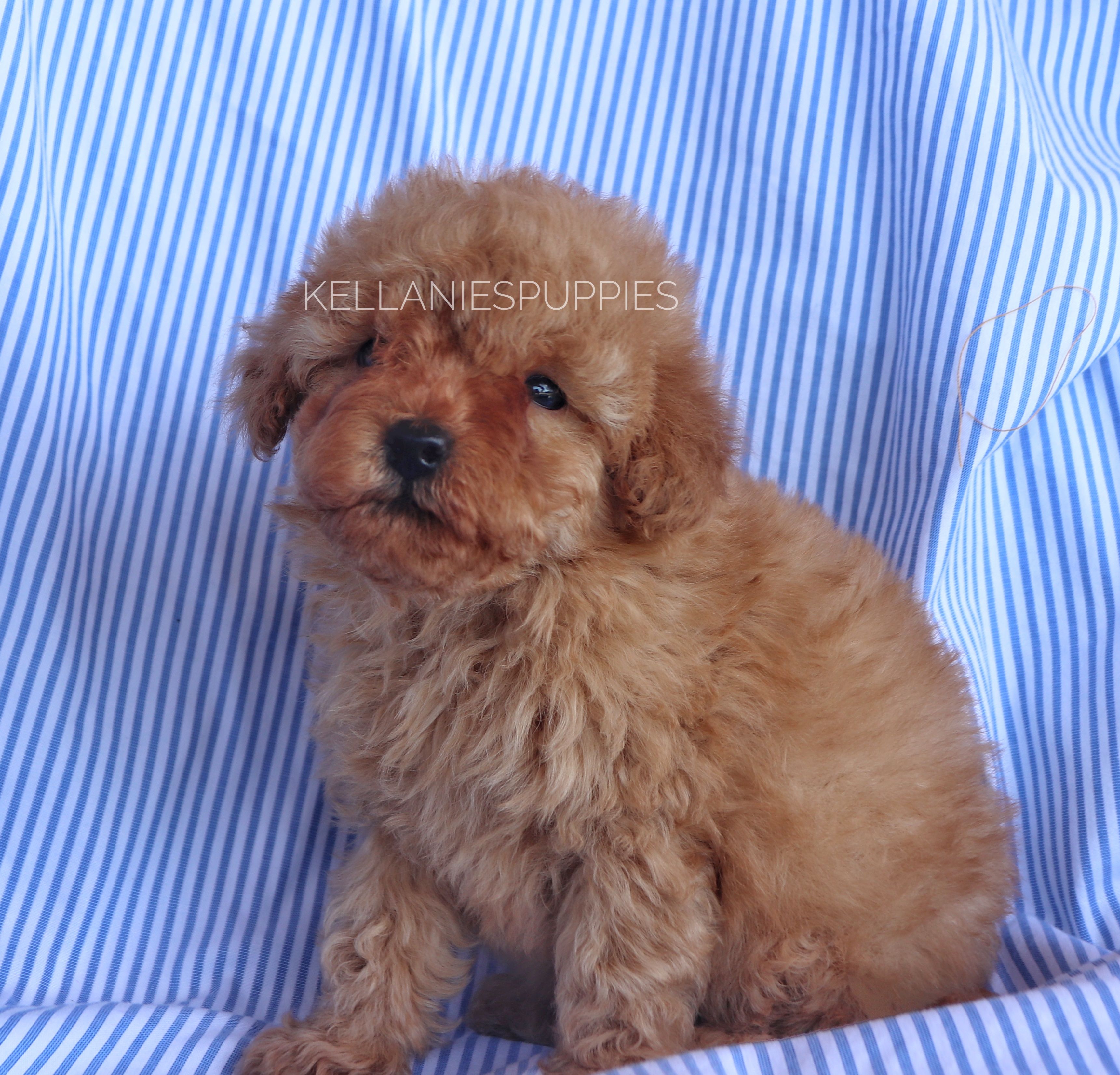 Baby Bear, a male Poodle - Toy  for sale in Bartlesville, OK – Photo 4 of 6