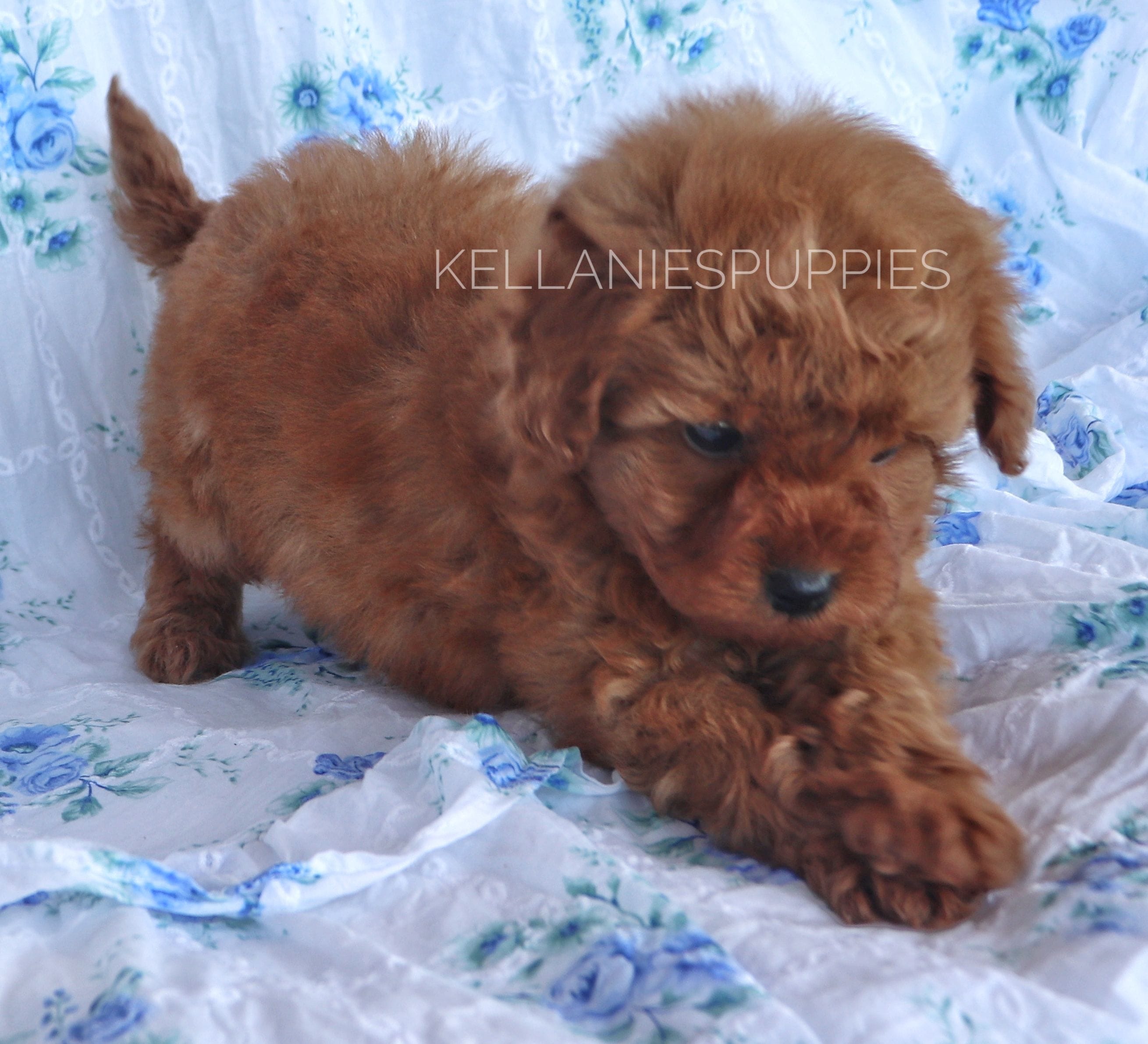 Princess Clara – Poodle - Toy  puppy for sale in Bartlesville, OK