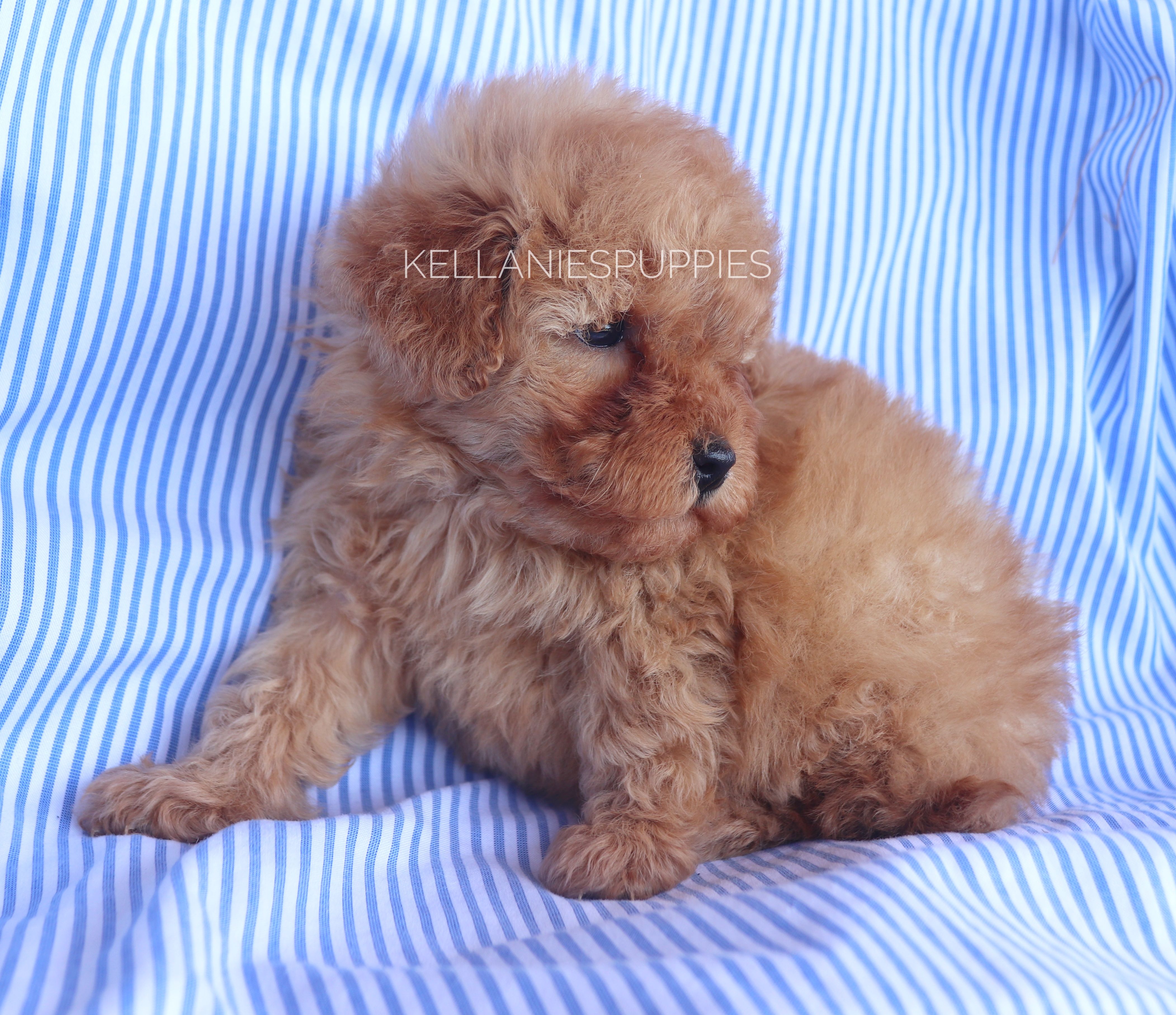 Baby Bear, a male Poodle - Toy  for sale in Bartlesville, OK – Photo 6 of 6