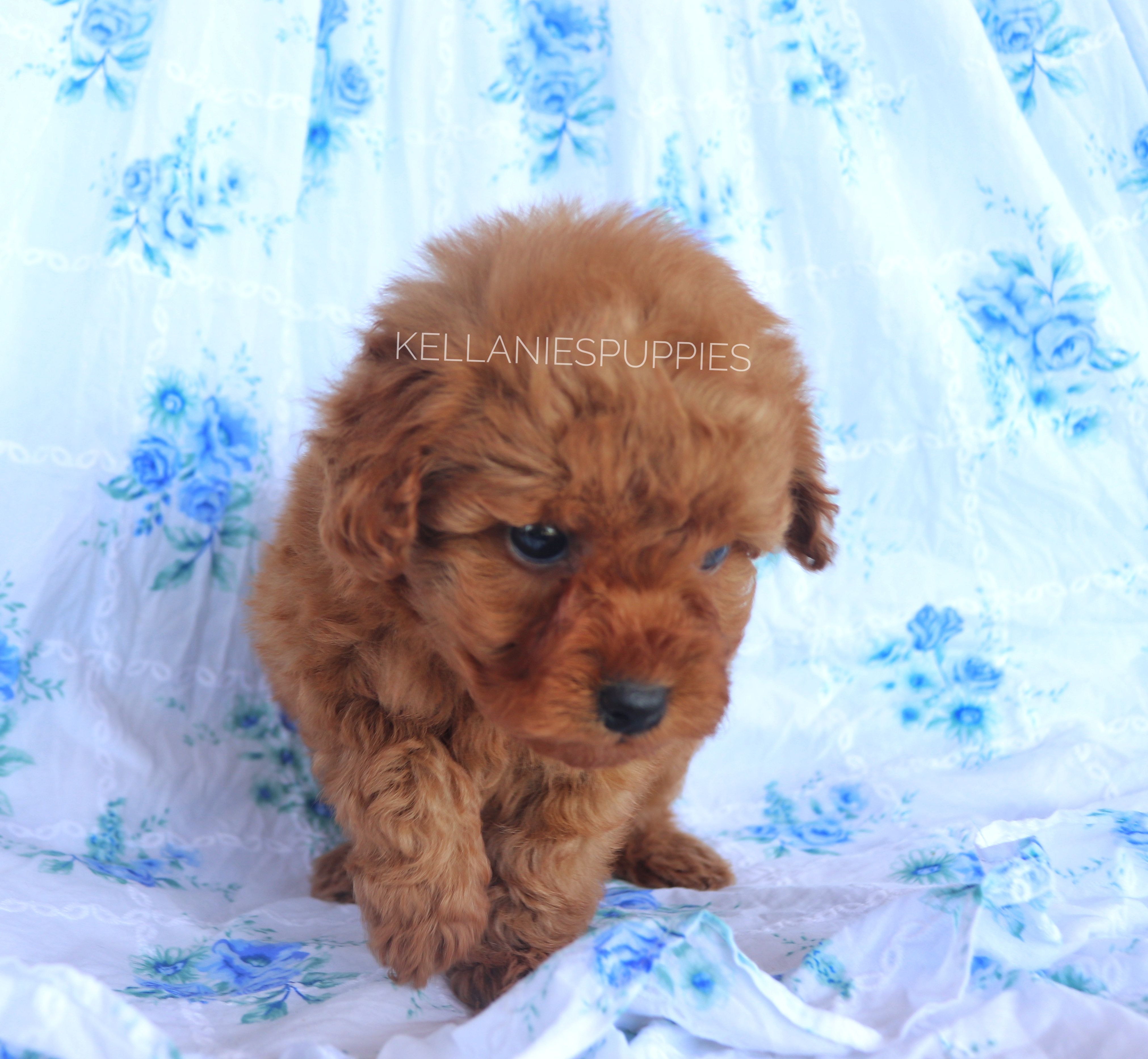 Princess Clara, a female Poodle - Toy  for sale in Bartlesville, OK – Photo 4 of 6