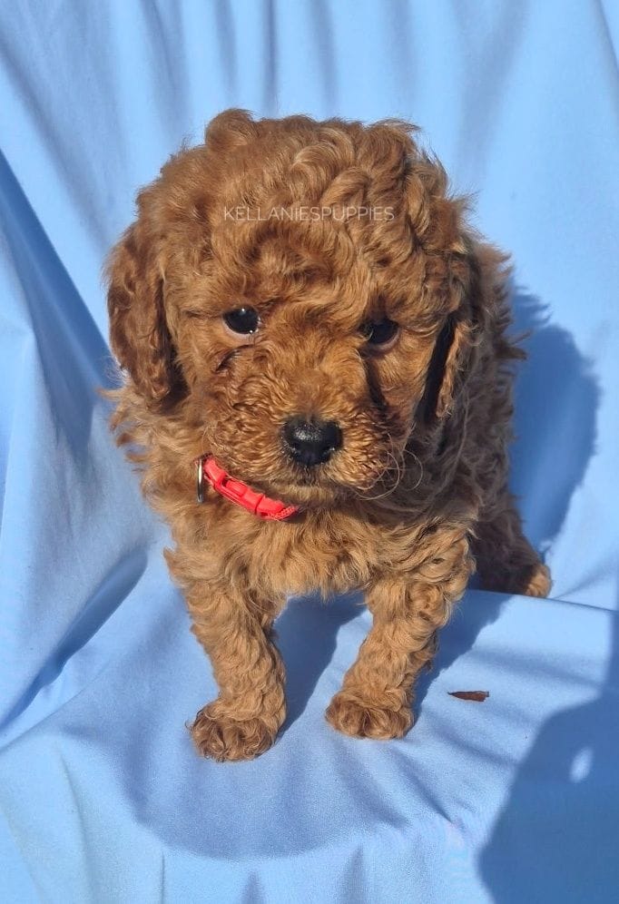 Leo, a male Poodle - Toy  for sale in Bartlesville, OK – Photo 4 of 4