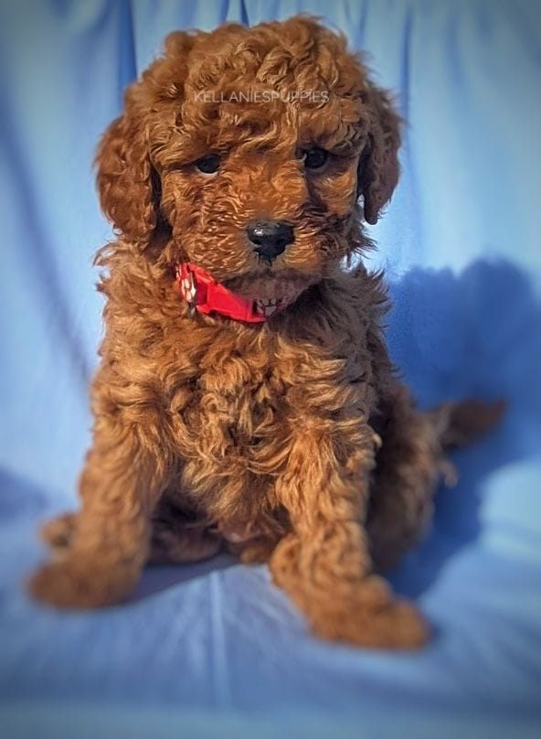 Leo, a male Poodle - Toy  for sale in Bartlesville, OK – Photo 1 of 4