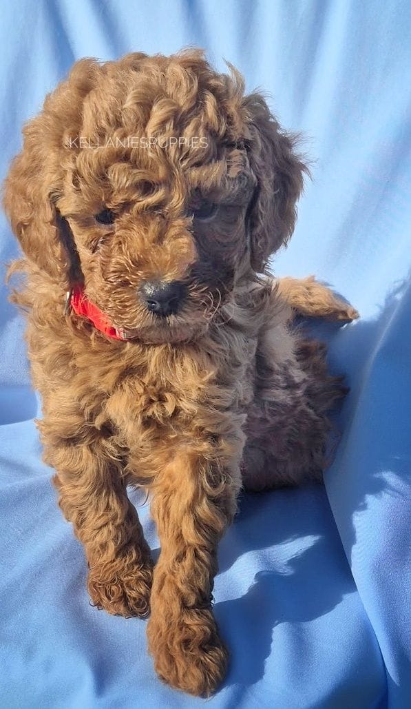 Leo, a male Poodle - Toy  for sale in Bartlesville, OK – Photo 3 of 4