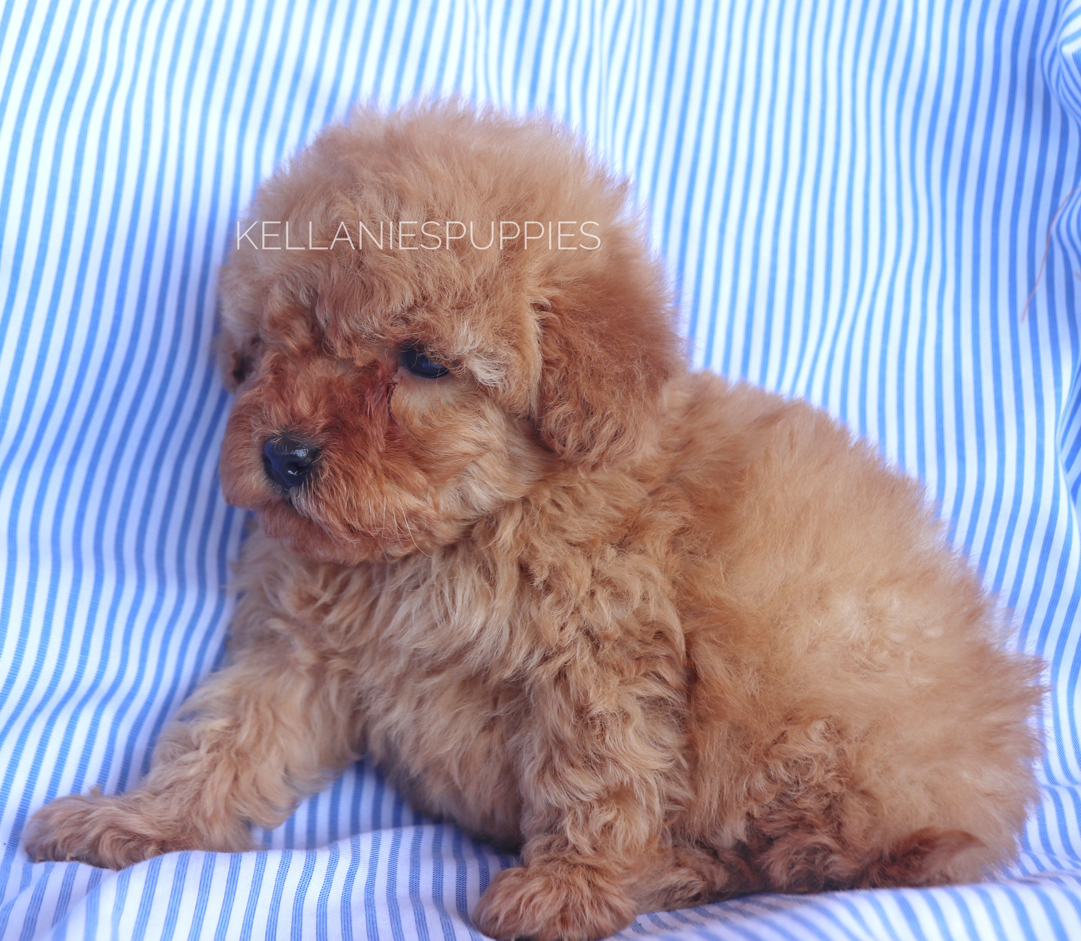 Baby Bear, a male Poodle - Toy  for sale in Bartlesville, OK – Photo 3 of 6