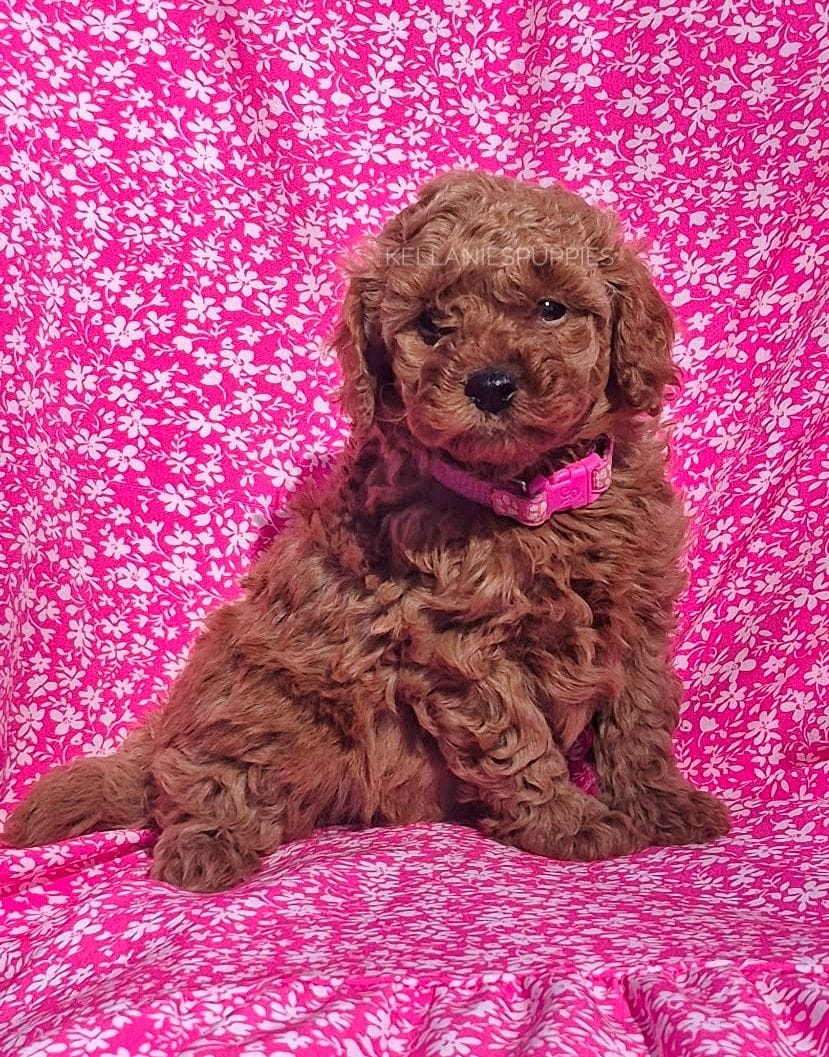 Lilly Mae, a female Poodle - Toy  for sale in Bartlesville, OK – Photo 2 of 4