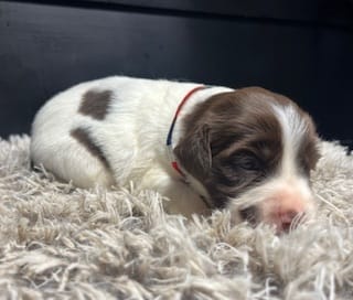 AKC Tilly – Brittany puppy for sale in Pheba, MS