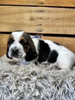 AKC Blue – Basset Hound puppy for sale in Pheba, MS
