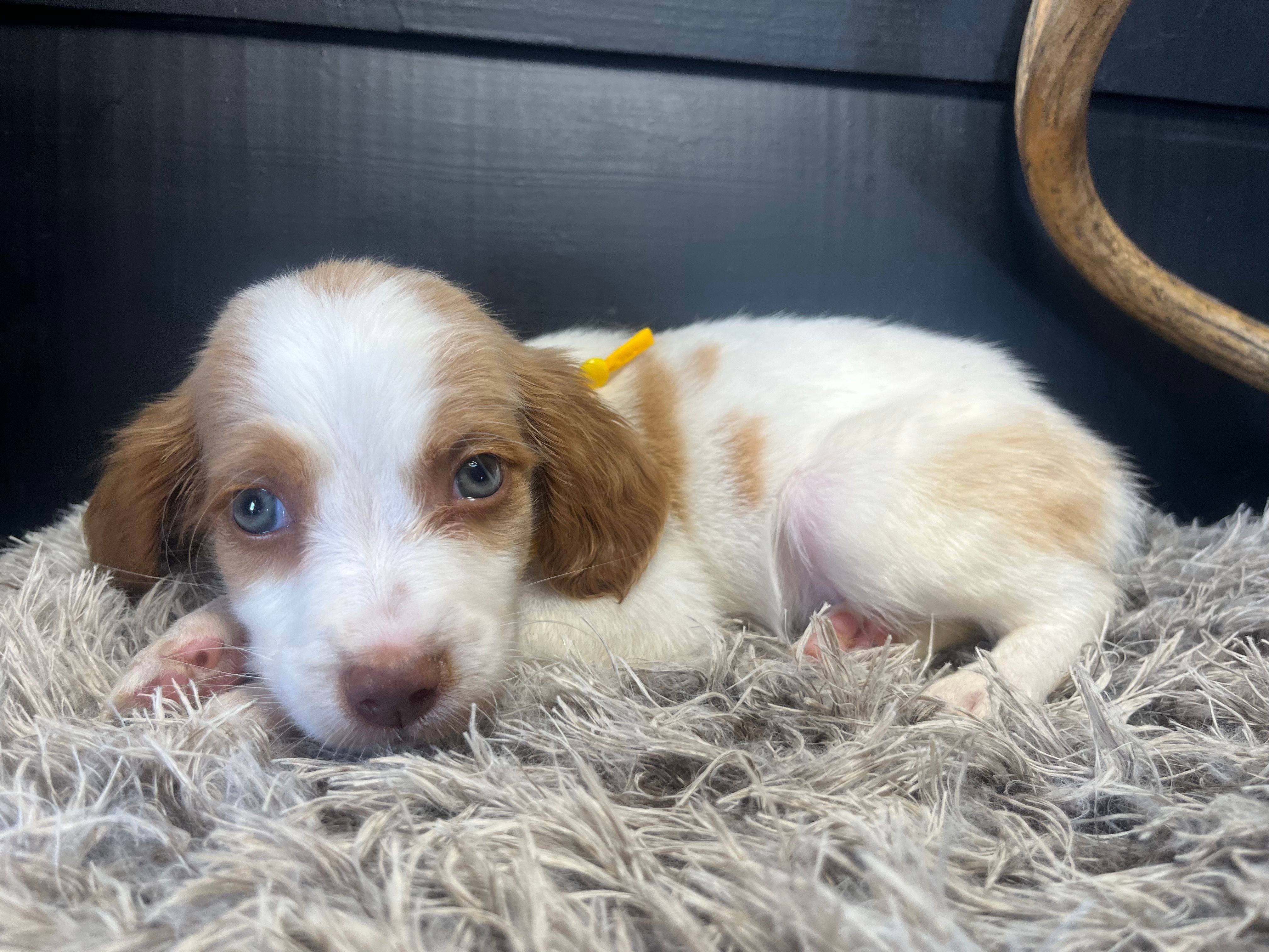 AKC Champ – Brittany puppy for sale in Pheba, MS