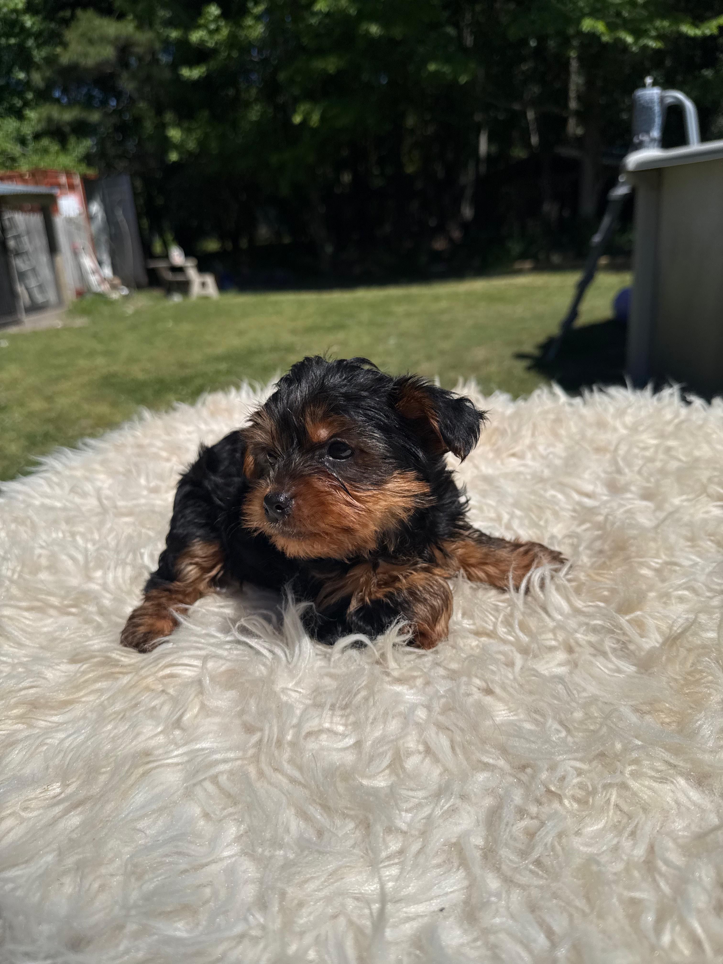 Mariana – Yorkshire Terrier puppy for sale in Virginia Beach, VA