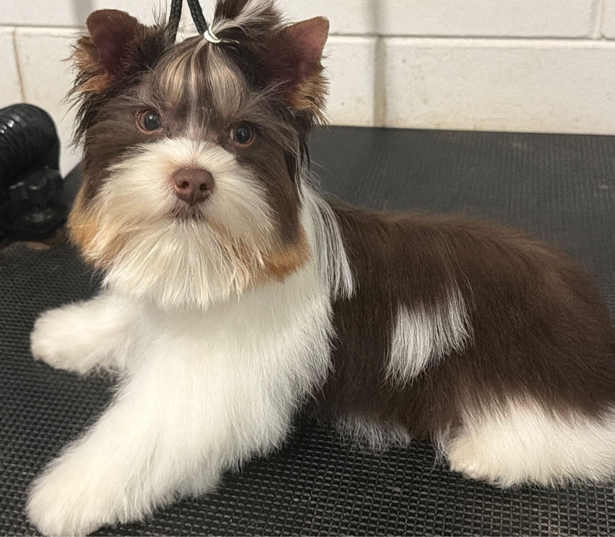 Choco parti boy – Yorkshire Terrier puppy for sale in Orlando, FL