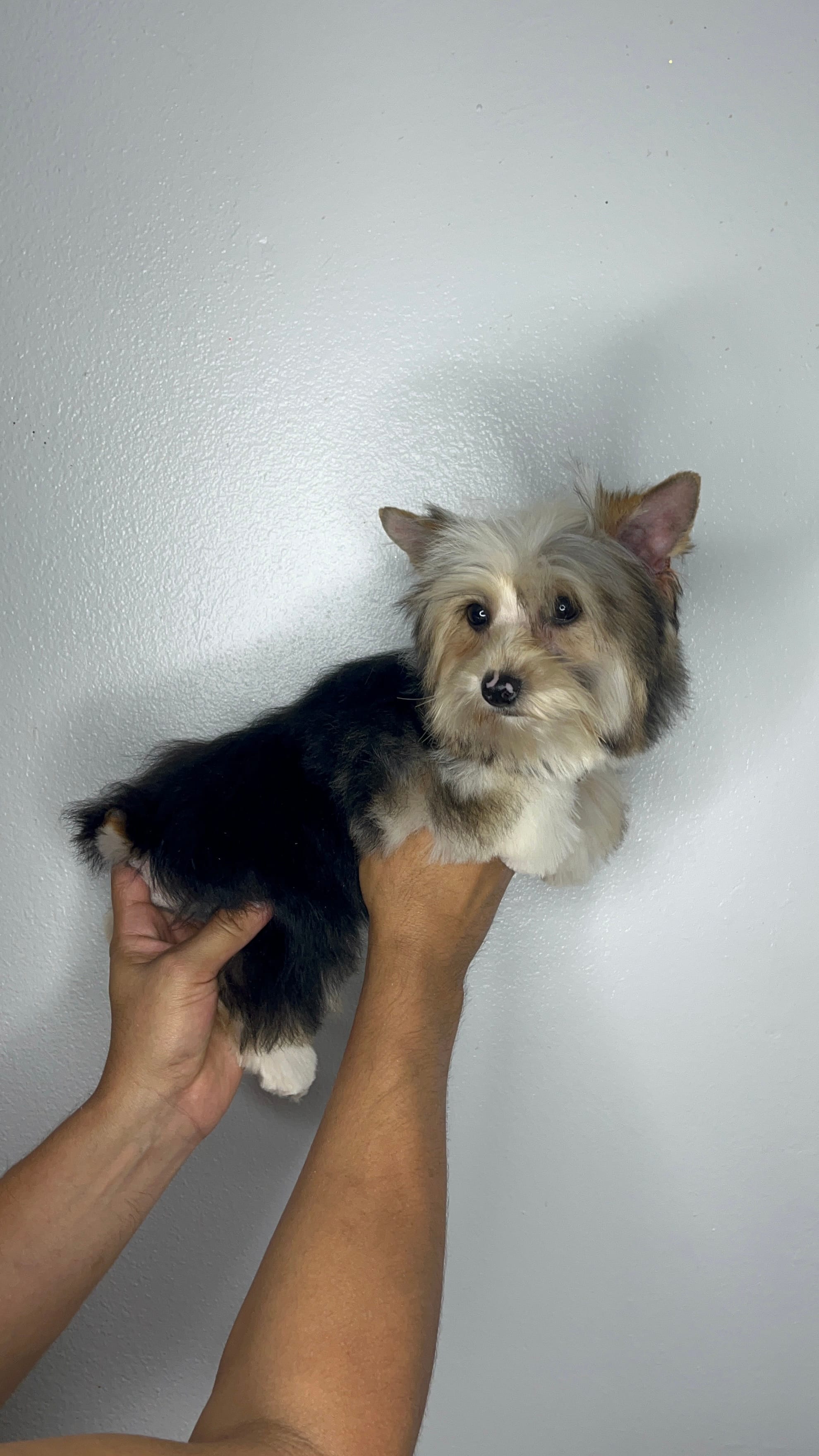 Partí boy – Yorkshire Terrier puppy for sale in Orlando, FL