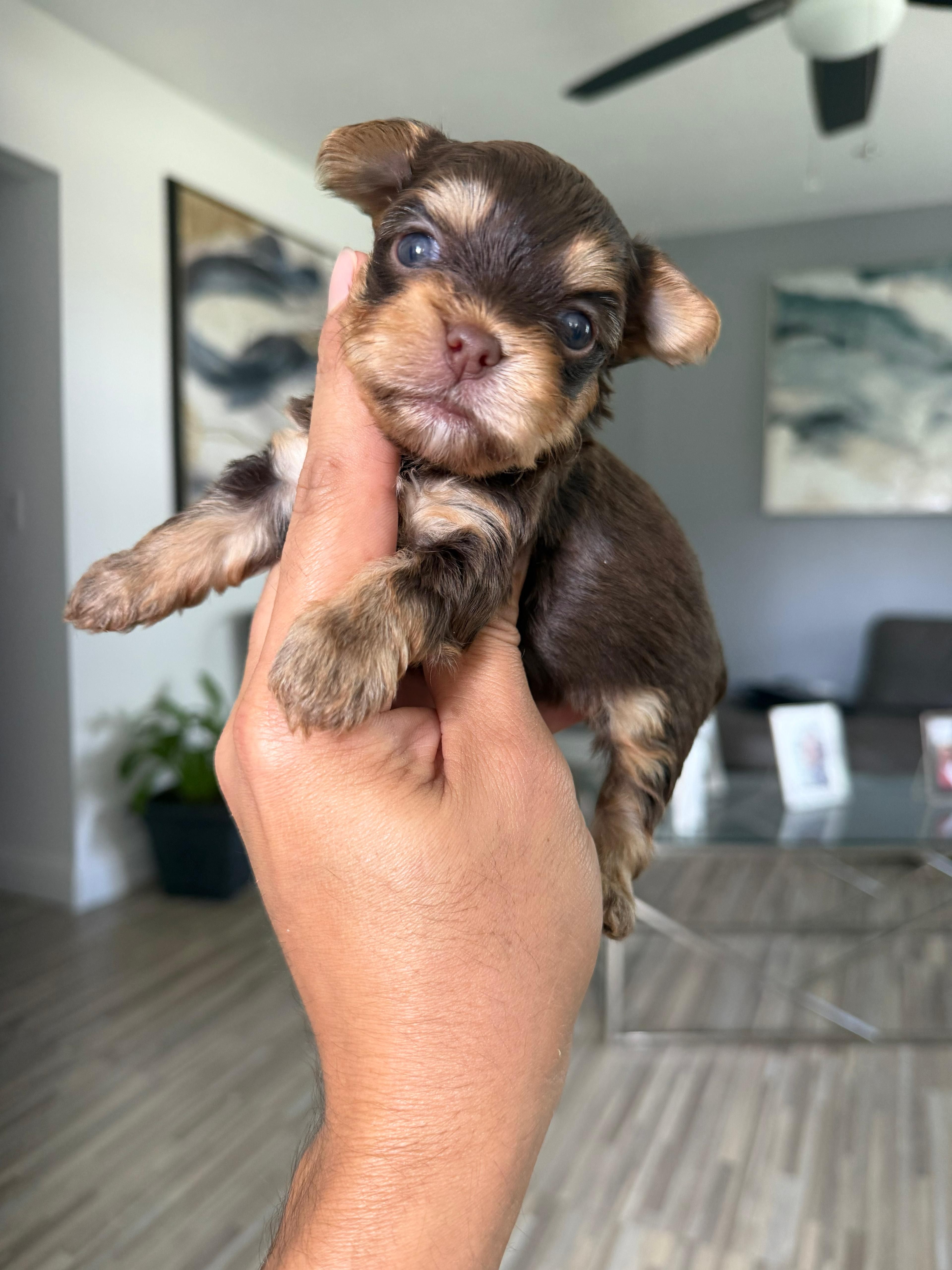 Chocolate boy – Yorkshire Terrier puppy for sale in Orlando, FL