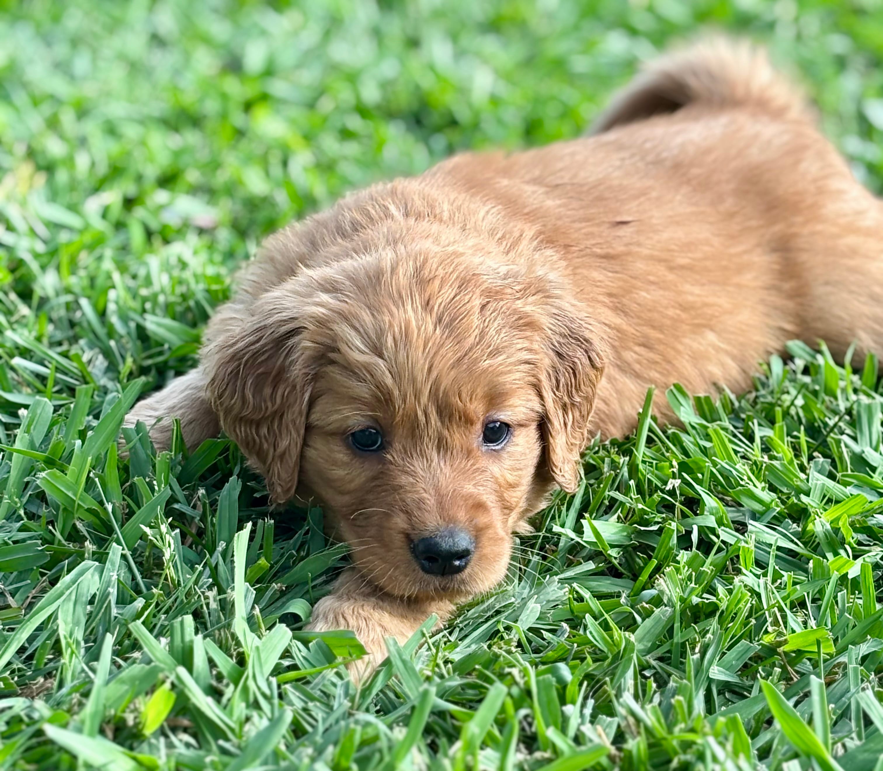 Yellow Girl – Golden Retriever puppy for sale in Oroville, CA