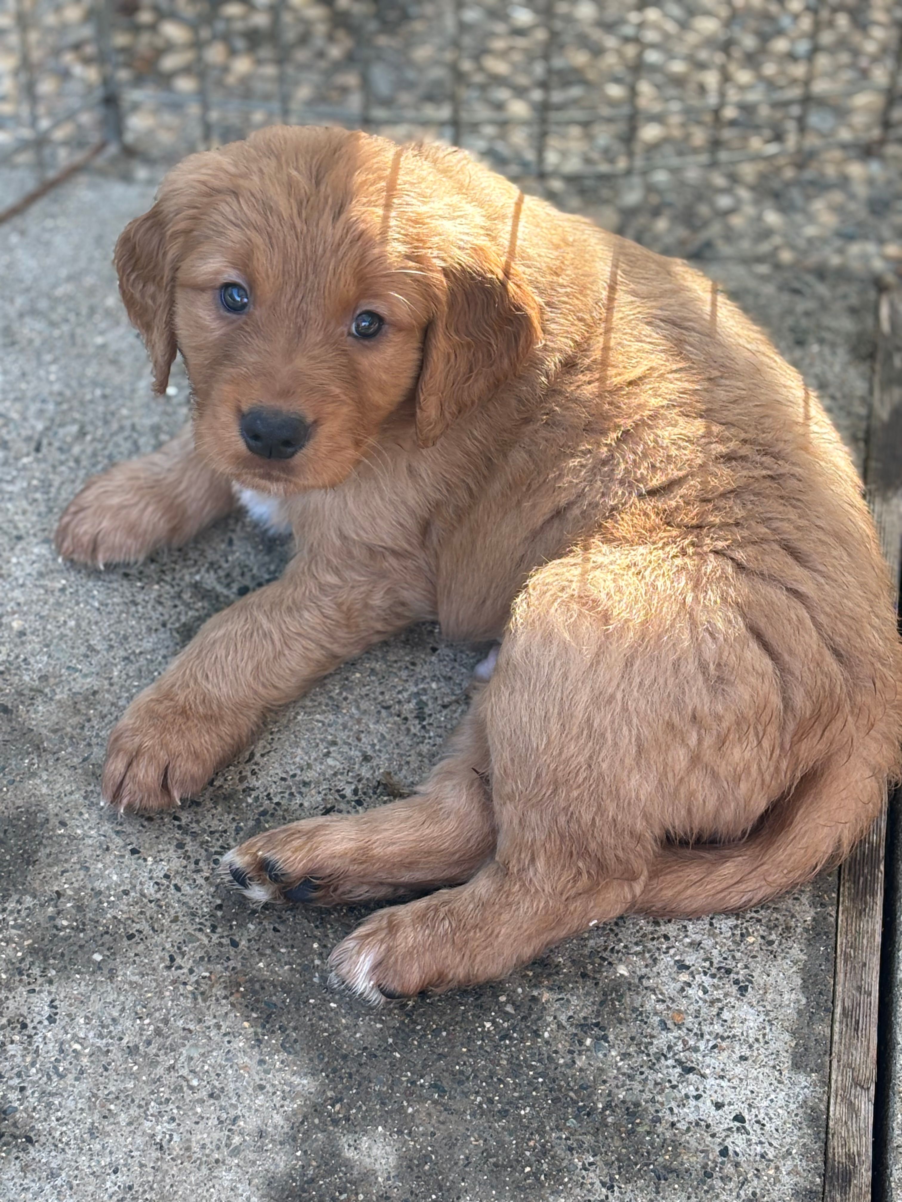 Blue Boy  – Golden Retriever puppy for sale in Oroville, CA