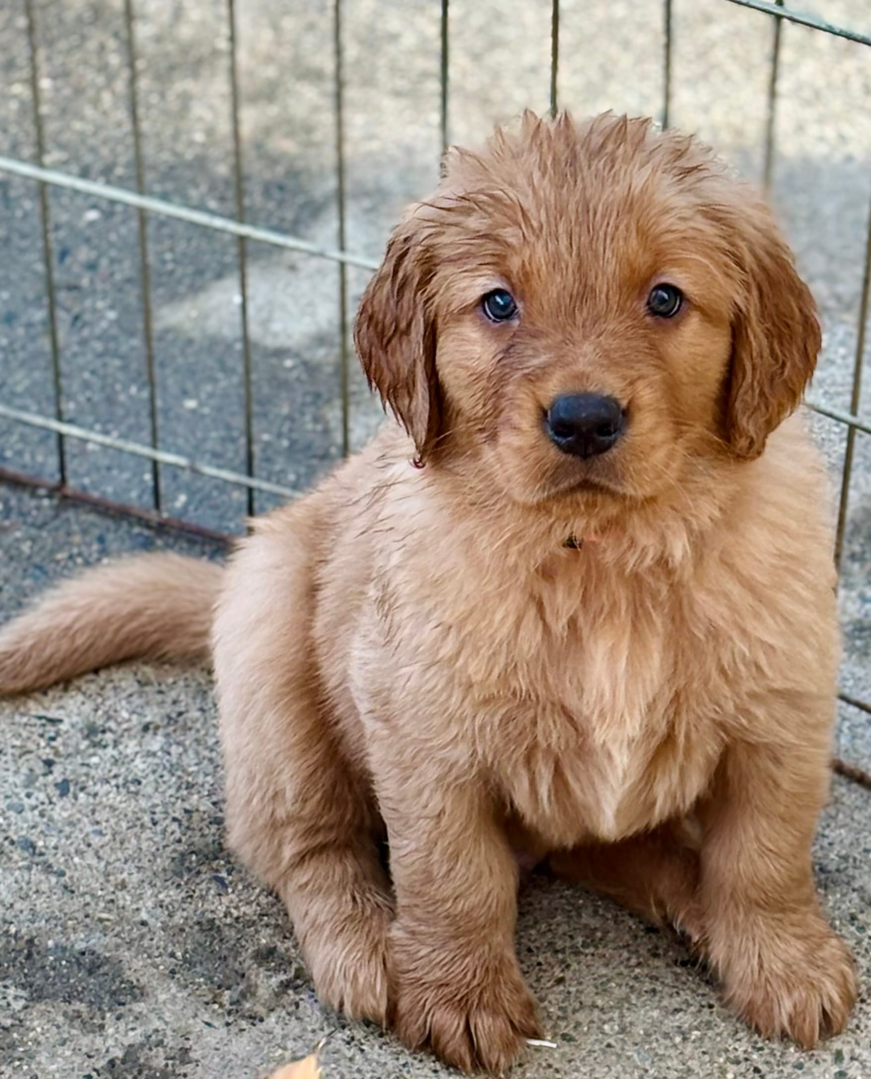 Orange Boy  – Golden Retriever puppy for sale in Oroville, CA
